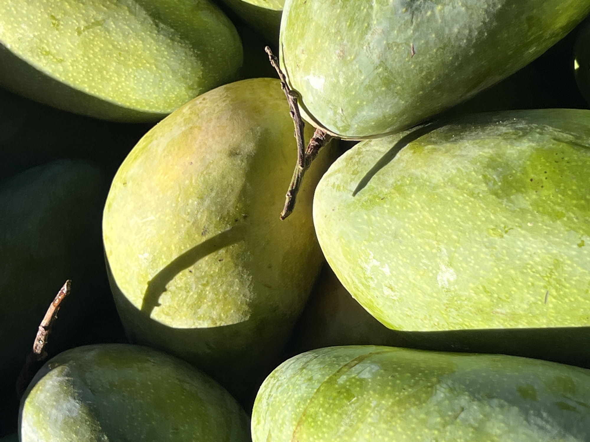 The image depicts a close-up of several green mangoes piled together. Some mangoes have short stem remnants still attached. The scene is brightly lit, creating highlights and shadows on the fruit surfaces. The mangoes appear to be in a heap, suggesting a market or a harvest. There is no indication of people, specific actions, or interactions within the frame. The environment appears to be a storage or display area, given the arrangement of the mangoes. There is no definitive visual evidence to confirm that the mangoes are located in Nam Nha Trang Ward, Vietnam.