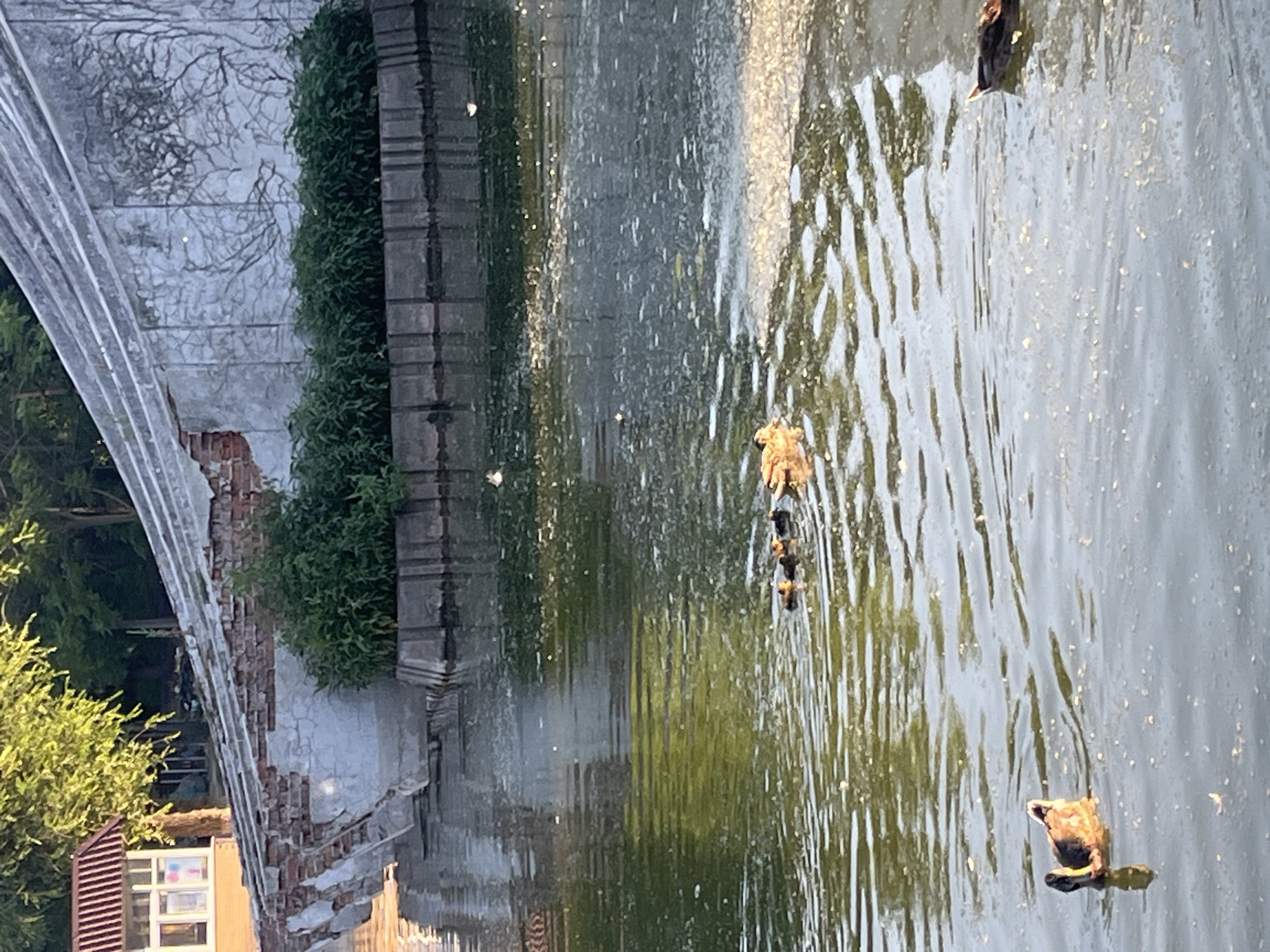 The image depicts a body of water, likely a pond or lake, in an outdoor setting. In the foreground, several ducks are swimming. One duck is in the lower left, facing left. Further into the water, a mother duck is leading a line of ducklings, all swimming towards the right. The water has a greenish tint and appears somewhat murky with small white flecks on the surface.
In the background, a weathered, partially ruined wall constructed of brick and concrete forms the edge of the water. This wall is overgrown with green foliage. To the left of the wall, a small building with a red-striped roof and windows is visible, surrounded by trees. The overall scene suggests a park or a recreational area. The image does not contain enough information to determine its specific location within the city of Dnipro, Ukraine.