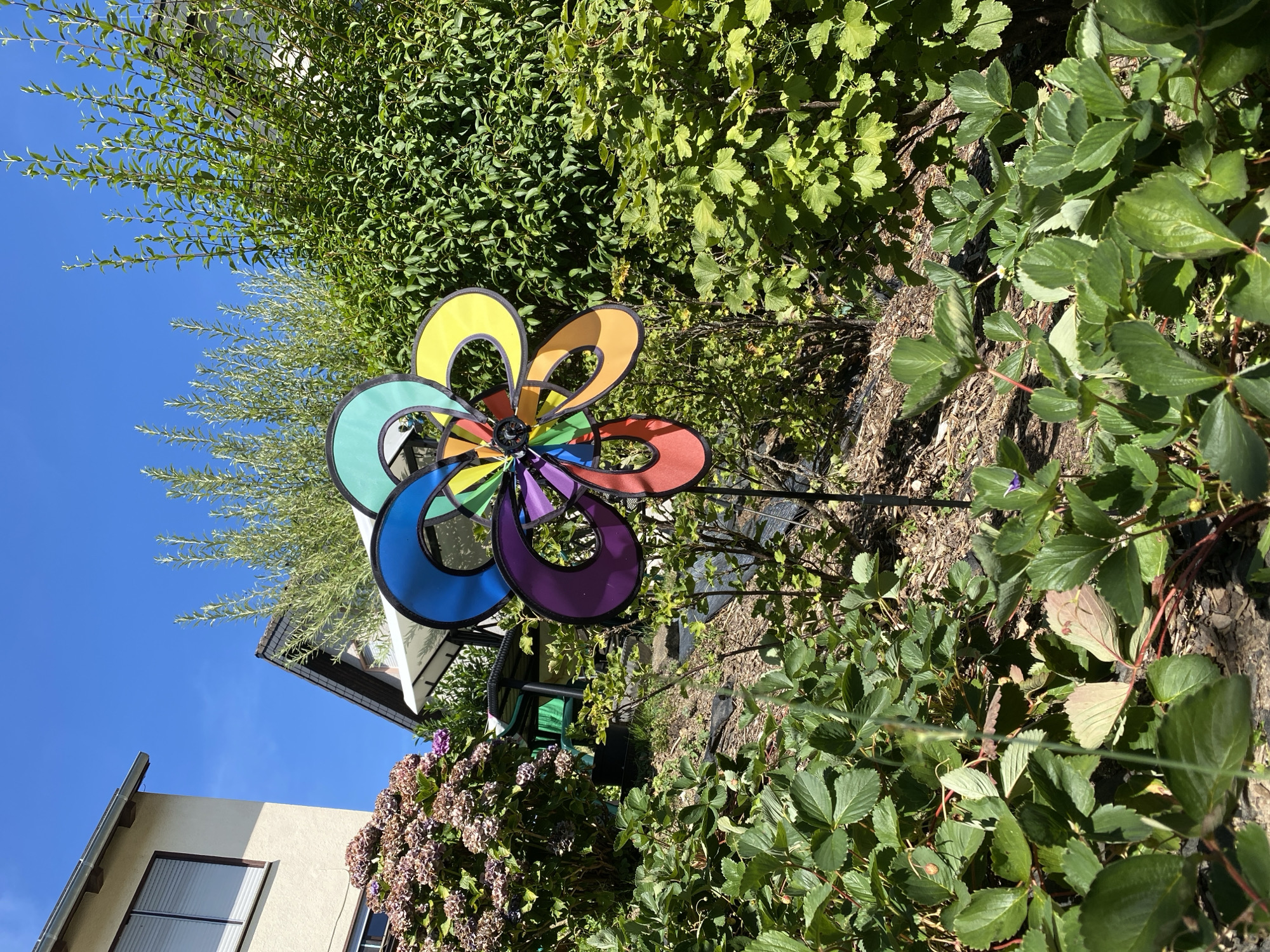 The image depicts a vibrant, multi-colored pinwheel positioned in a lush garden setting under a clear blue sky. The pinwheel, composed of fan-shaped blades in hues of red, orange, yellow, green, blue, and purple, is the central focus. It is mounted on a black pole and appears to be slightly tilted. Surrounding the pinwheel are various plants, including dense green bushes and strawberry plants with large, green leaves in the foreground. To the left, a portion of a light-colored house with a grey roof and a window with blinds is visible. Behind the pinwheel, there is a white canopy structure and a table with chairs, suggesting an outdoor seating area. The ground is covered with mulch and some scattered foliage. A hint of a garden slope is noticeable, with some reddish-brown hydrangea blooms to the left of the pinwheel. The overall scene evokes a sunny, outdoor ambiance in a residential garden, likely in Flammersfeld, Germany, given the architectural style of the house.