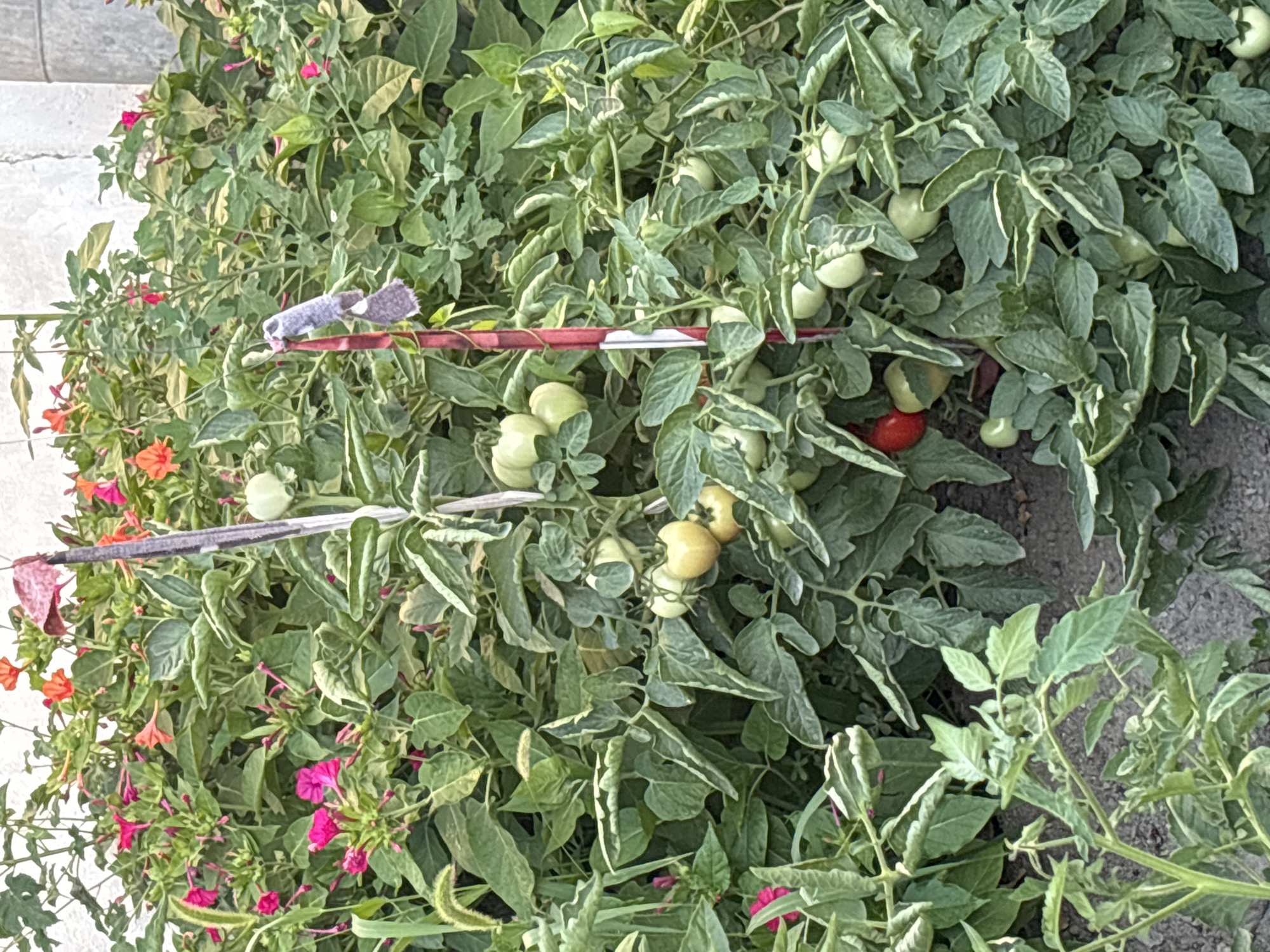 In the city of Taraz, Kazakhstan, within the administration's vicinity, a vibrant garden thrives. The scene is dominated by a tomato plant, laden with numerous green tomatoes, some nearing ripeness, with one solitary red tomato standing out. Interspersed amongst the tomato foliage are delicate pink and orange flowers, possibly Mirabilis jalapa, adding pops of color to the scene. A decorative stake, striped red and white, rises from the earth, adorned with a small, grey, fuzzy decoration near its top. The ground beneath the plants is covered in dark soil. The overall impression is one of a healthy, flourishing garden, showcasing the bounty of nature.