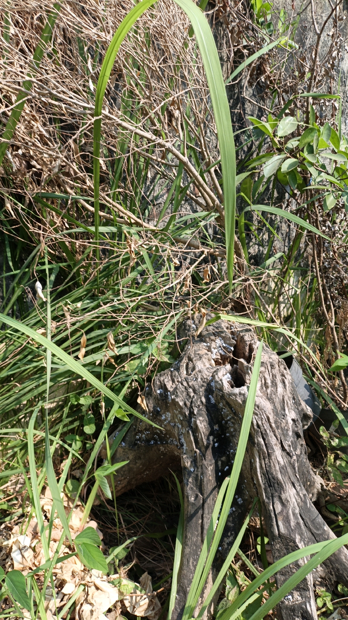 The image depicts a close-up view of a weathered, grey tree stump in Cikal, Indonesia. The stump is textured with cracks and has patches of white lichen. It is surrounded by dense green foliage and dry, brown twigs and branches. Several long, green grass blades are prominent in the foreground and midground, partially obscuring the stump. The background shows more dry vegetation and a textured, grey surface that may be a wall or a large rock. The lighting suggests it is daytime, with sunlight casting shadows. There are no people or animals visible in the scene.
