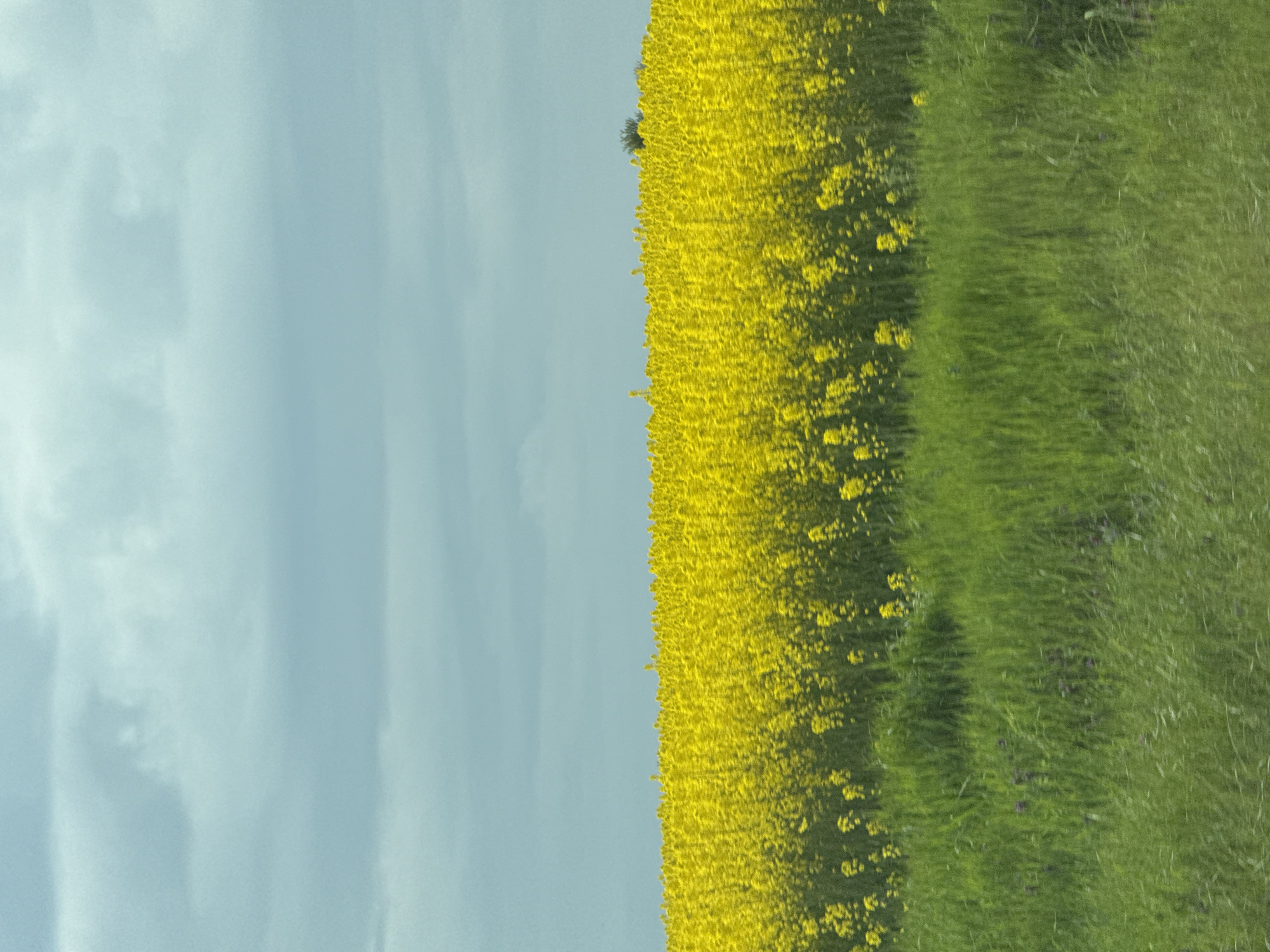 The image depicts a field on an overcast day. A band of bright yellow wildflowers runs vertically through the center of the image. The field transitions to a strip of green grass on the right. To the left of the flowers is a light blue sky with some clouds. The image appears to be taken from a high vantage point looking down. There are no people visible. The location is unknown. The image cannot be located in the city of Kamenar, Bulgaria from what is present.