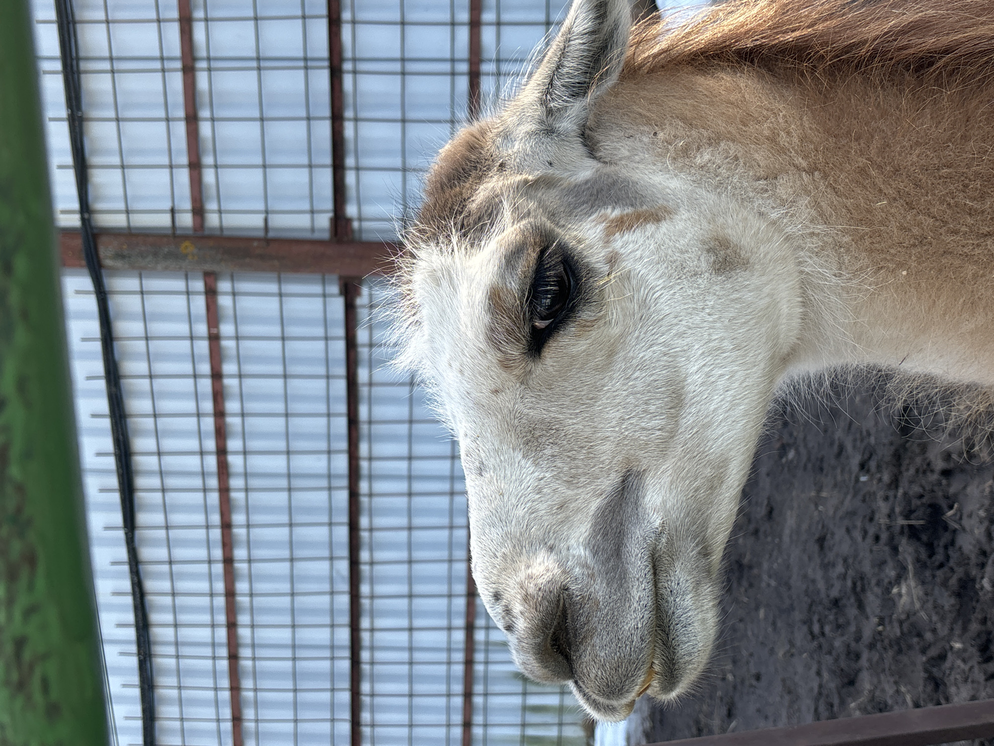 Close-up view of a llama's head, looking down. The llama is light brown and white, with dark eyes. Behind the llama is a metal fence with small square openings. The location is not specified in the image or context.