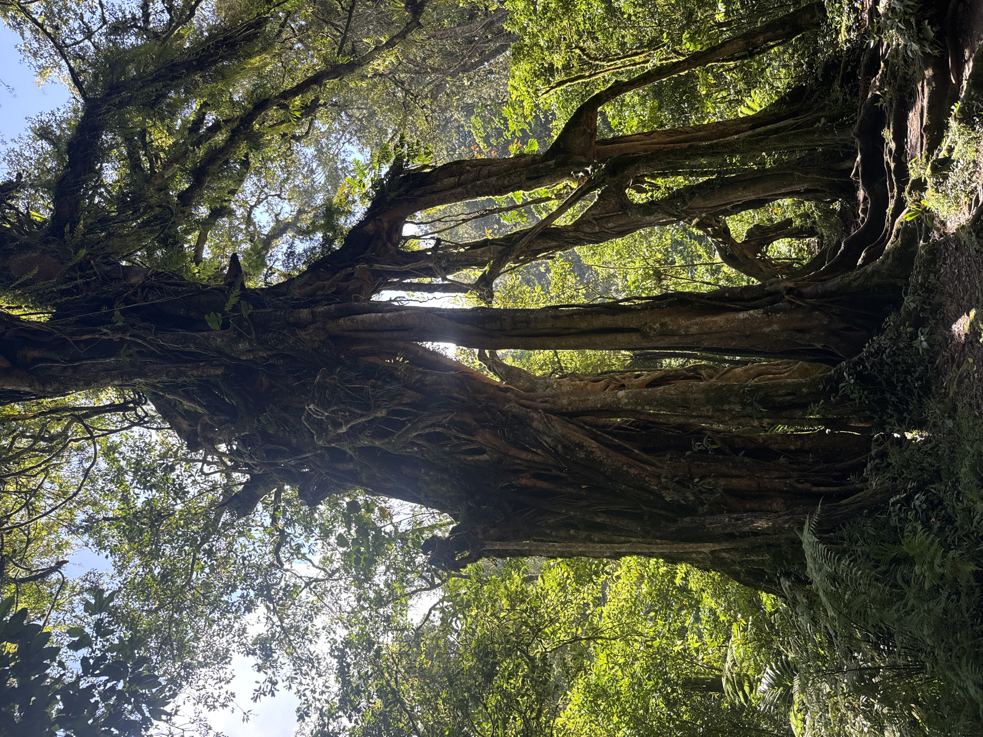 The image shows a large banyan tree in Baturiti, Indonesia. The tree has thick, sprawling roots and branches covered in moss and epiphytes. Sunlight filters through the canopy. The surrounding vegetation includes ferns and other tropical plants.
