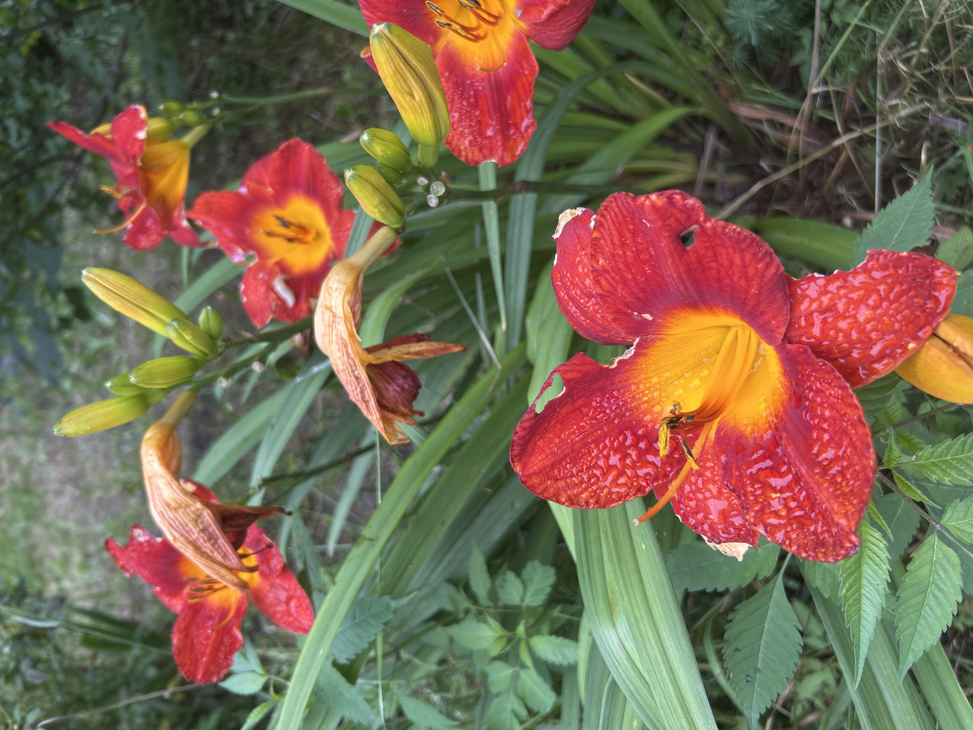 This image depicts a cluster of red and yellow daylilies in a garden setting. The flowers are in various stages of bloom, with some fully open and others still in bud. The petals of the open flowers are a vibrant red with a deep yellow center, and they are speckled with water droplets. Several withered, dried brown petals are also visible, indicating some flowers have already passed their prime. Green foliage surrounds the lilies, and the background is softly blurred, suggesting an outdoor environment. The scene appears to be peaceful and natural. There is no indication of the location being specifically in the city of Nakhodka, Russia.