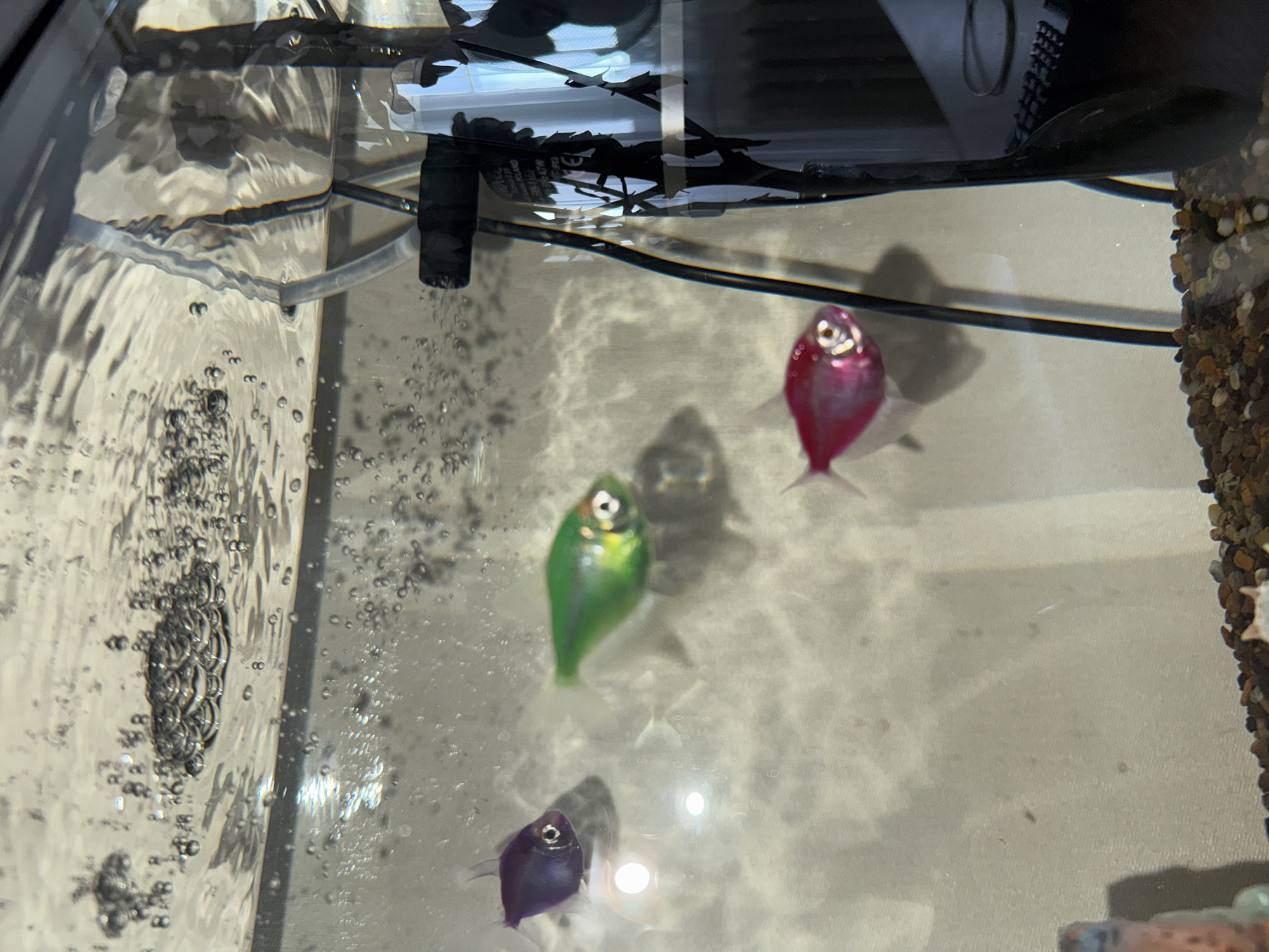 The image shows an aquarium with three GloFish: one pink, one green, and one purple. An air pump is visible on the left side, creating bubbles in the water. The aquarium contains gravel along the right edge. The image does not contain information regarding a location in the city of Chaikovsky, Russia.