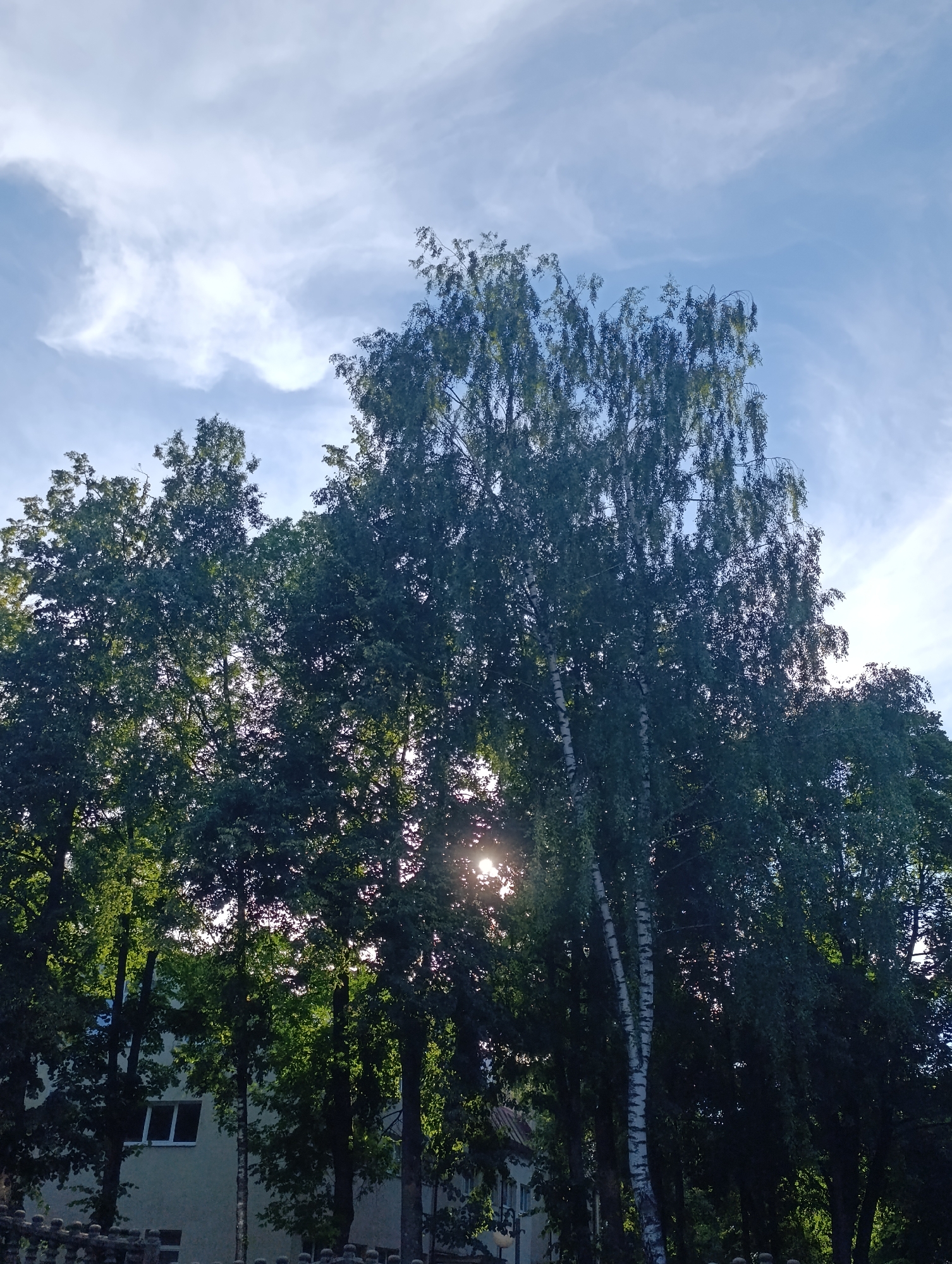 This is an eye-level, medium shot of a cluster of trees against a bright sky. The trees are lush and green, with sunlight filtering through their leaves, creating a dappled effect. Among the trees, a tall birch tree stands out with its distinctive white bark. In the background, a pale building with windows is visible, partially obscured by the foliage. The sky is a vibrant blue, streaked with wispy white clouds, suggesting a clear and breezy day. A low, dark fence runs along the bottom of the frame, adding a touch of the foreground. The scene appears to be a residential area, possibly a park or backyard in Minsk, Belarus.