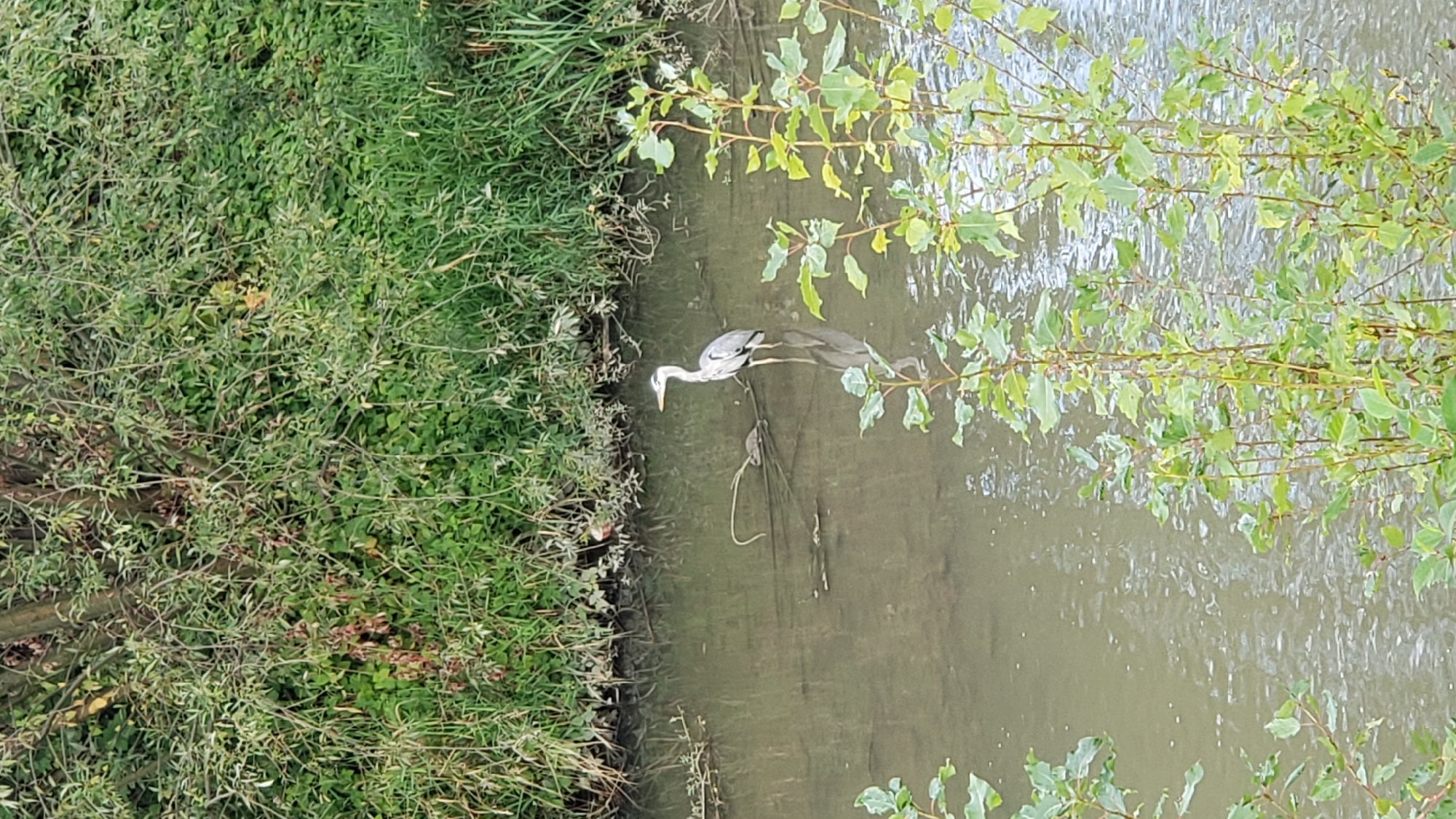 A grey heron stands in shallow, murky water near the bank of a river. The heron is facing to the right of the frame, with its long neck extended. The water is calm with visible reflections. In the background, a dense, green embankment is covered with trees and foliage. In the foreground, several leafy branches are visible, partially obscuring the water. The scene appears to be in a natural setting, likely a park or a less developed area within the city of Prešov, Slovakia, given the presence of urban greenery and a river that flows through it. No people are present in the image.