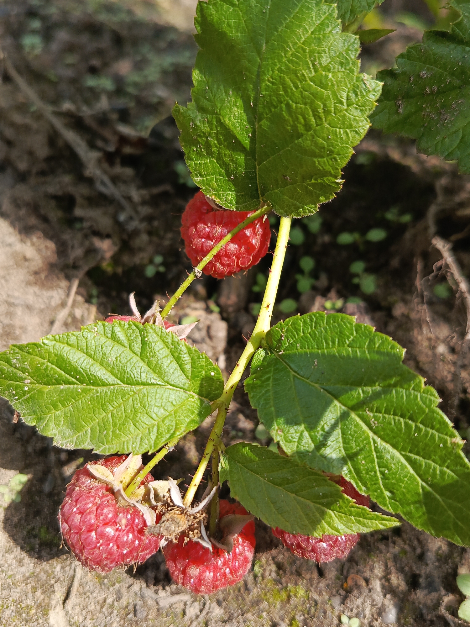 A close-up, eye-level shot captures a raspberry plant in Kauchuk Stantsiya, Russia. The plant features several ripe, red raspberries and vibrant green leaves. Sunlight illuminates the scene, casting shadows and highlighting the textured surfaces of the berries and foliage. The background is blurred, showing dark soil with small green sprouts and some dry, brown debris. The overall impression is one of natural growth and ripeness in an outdoor setting.