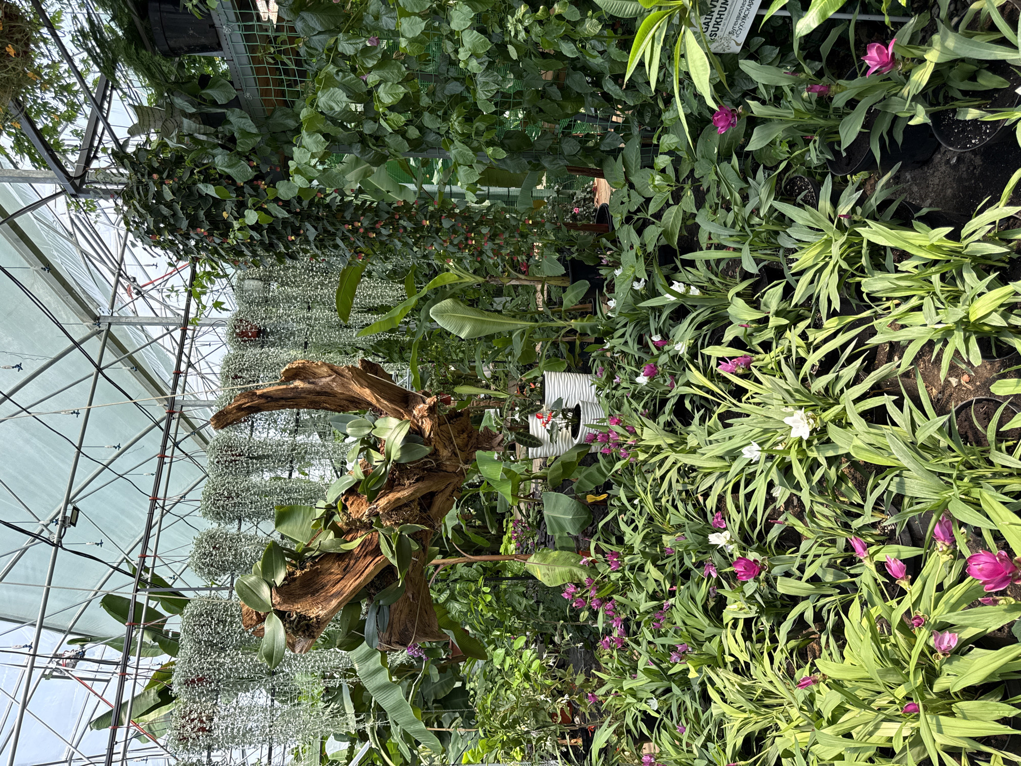 This image shows a greenhouse filled with various plants. In the foreground, there are rows of plants with long green leaves and some blooming flowers, predominantly in shades of pink and white. Behind these, a large, gnarled piece of driftwood is prominently displayed, adorned with plants and moss. Further back, hanging plants with delicate, cascading foliage are suspended from the greenhouse structure. The greenhouse itself has a metal frame and a translucent roof, allowing sunlight to filter through. Other plants, including large-leafed varieties and vines, are visible throughout the space, creating a lush and verdant environment. The scene is well-lit by natural light. There are no people visible in the image. This is a botanical greenhouse, likely a nursery or a display area for plants. No specific details about the location in Oryol-Izumrud, Russia can be determined from the image.