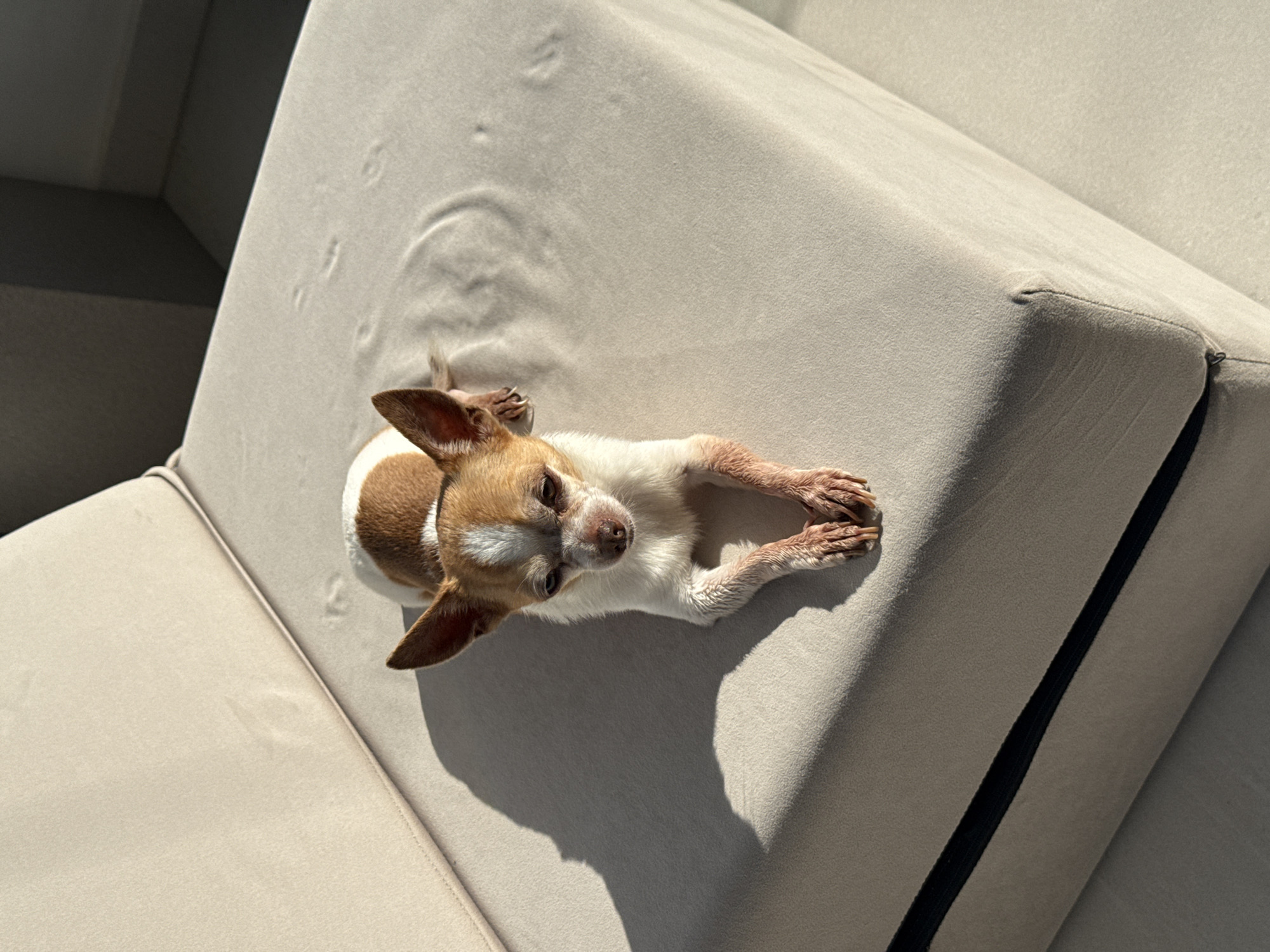 A chihuahua lies on a light beige sofa, its front paws crossed. The dog has tan and white fur, with prominent ears and a dark nose. The sofa appears to be outdoors, possibly on a balcony or patio, given the strong sunlight and shadow cast by the dog. Circular imprints, possibly from a drink, are visible on the sofa's surface. The image is taken from a high-angle perspective. There are no people present in the image. The location is not specified in the image or in the provided context.
