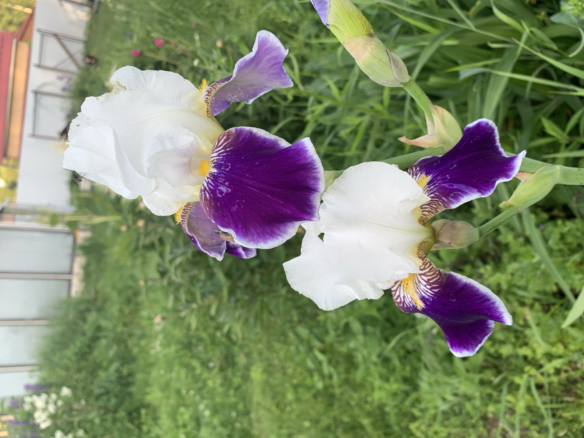 This is a close-up, eye-level, vertical outdoor shot of two blooming iris flowers, one above the other, in Lindo-Pustyn' (Kantaurovskii S/S), Russia. The flowers have white upper petals and deep purple lower petals with white edges. The top iris also has a small fly on its white petal. The background consists of a blurred green grassy area, a white fence, and parts of a building with a red roof. The lighting suggests it is daytime, likely late afternoon due to the soft, warm glow.