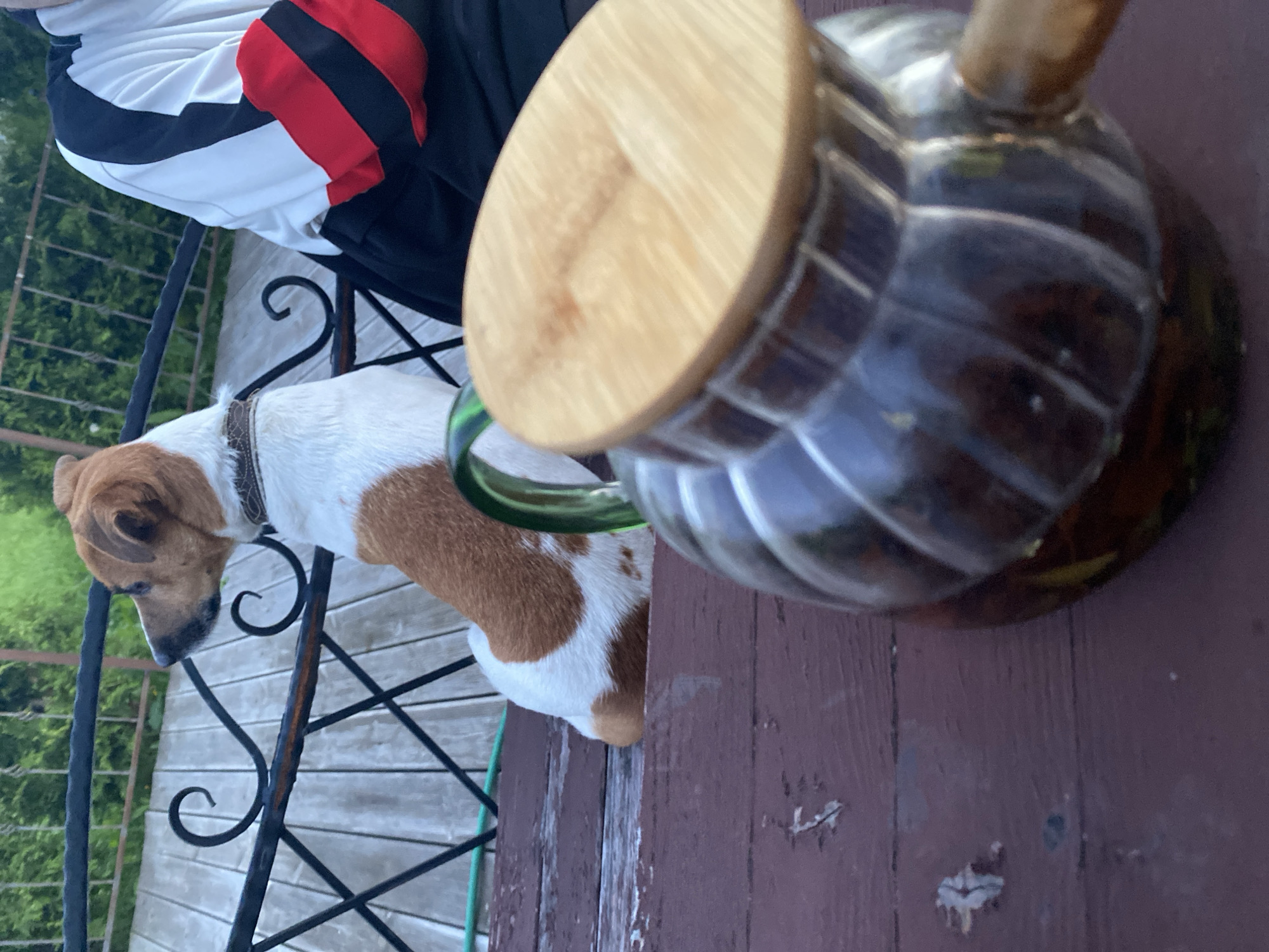 A Jack Russell Terrier dog sits on a wooden deck, looking to the left. The dog has white and brown fur and is wearing a collar. To the right of the dog, a person wearing a white, black, and red jacket is seated. In the foreground, a glass teapot with a wooden lid is partially visible. The background shows greenery and a black metal railing. The scene appears to be outdoors on a deck in Bol'shoe Zaborod'e, Russia.