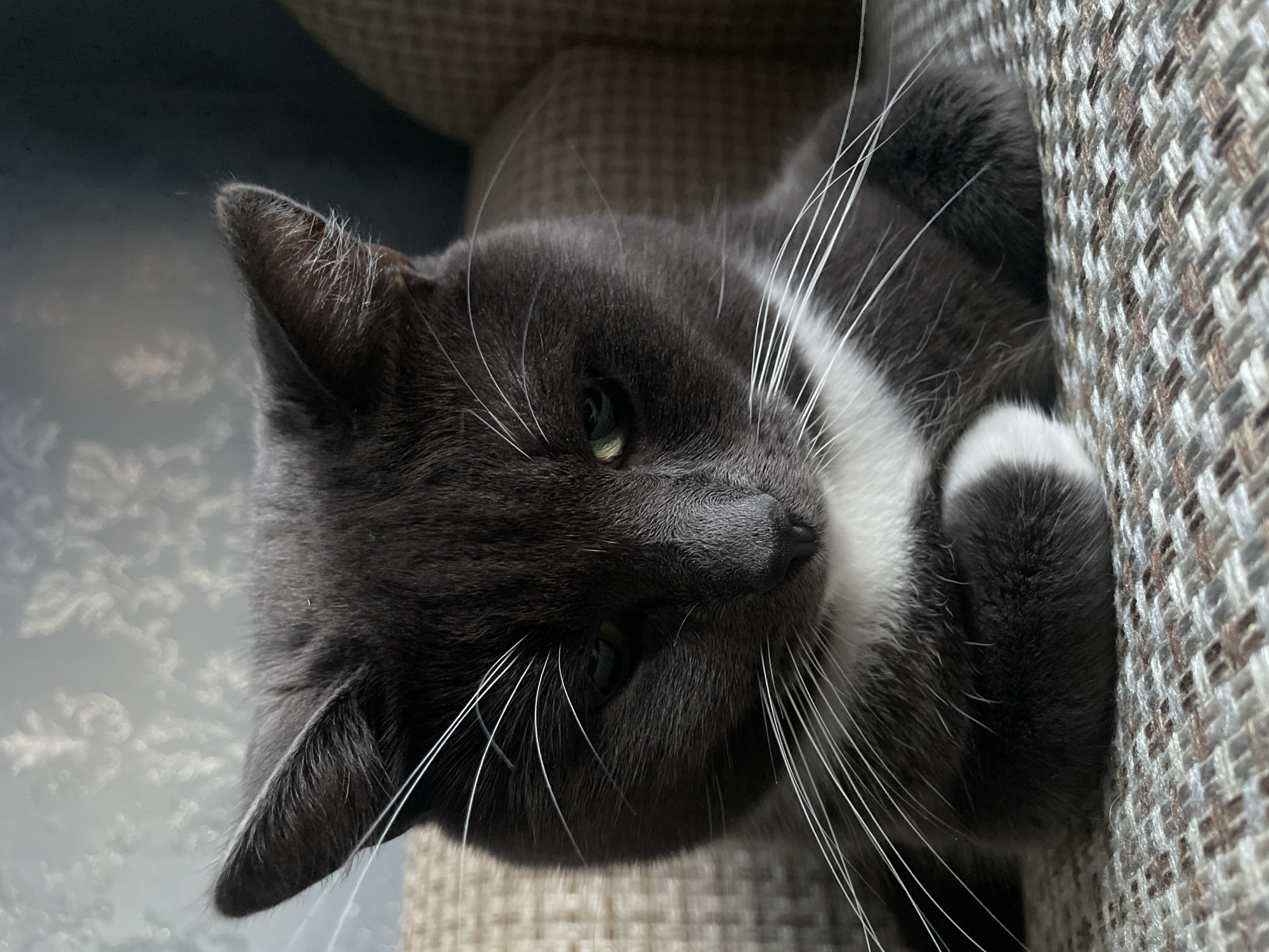 A close-up, slightly rotated photograph depicts a domestic cat resting indoors in Syrkovo, Russia. The cat, primarily dark grey with distinct white markings on its chest, muzzle, and paws, is lying on a textured, upholstered piece of furniture, possibly a sofa or chair, with a woven fabric pattern of brown and light grey tones.
The cat's head is tilted, and it gazes towards the viewer with calm, green eyes. Prominent, long white whiskers extend from its muzzle, sharply contrasting with its dark fur. One white paw with grey fur detailing is visible near its chest. The soft, ambient lighting illuminates the cat's features, highlighting the texture of its fur and the sharpness of its whiskers. The background is softly blurred, showing a subtle patterned surface, suggesting an indoor setting. The cat appears relaxed and at ease. No text is visible in the image.