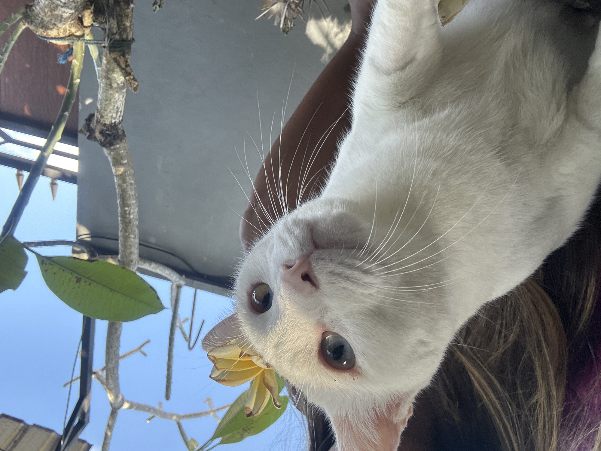 A close-up shot focuses on the head and upper body of a white cat. The cat's fur is predominantly white, with some subtle grey markings visible. Its eyes are a striking blue-grey, and its whiskers are long and white. A small yellow flower with brown spots is positioned behind the cat's right ear, resting on its head. The background is slightly blurred, showing a grey wall, a tree with green leaves and thin branches, and a clear blue sky. The lower right corner of the image reveals a glimpse of a person's arm, suggesting the cat is being held or is near someone. The scene appears to be outdoors, likely in a residential area. The presence of a tree and the style of the wall could indicate a location in Sukawati, Indonesia, where such flora and architecture are common.