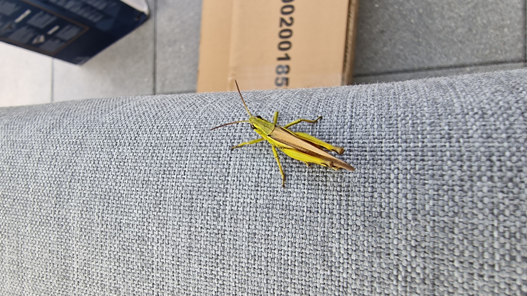 A grasshopper is perched on a grey, textured surface, possibly the armrest of an outdoor chair. The grasshopper is predominantly yellow with brown markings along its wings and body. Its antennae are long and thin. In the background, a blurred cardboard box with black lettering is visible, along with grey paving stones. The scene appears to be outdoors, likely in a residential or public area, given the paving stones. The image does not provide any specific information that can be used to determine a location within the city of Bielefeld, Germany.