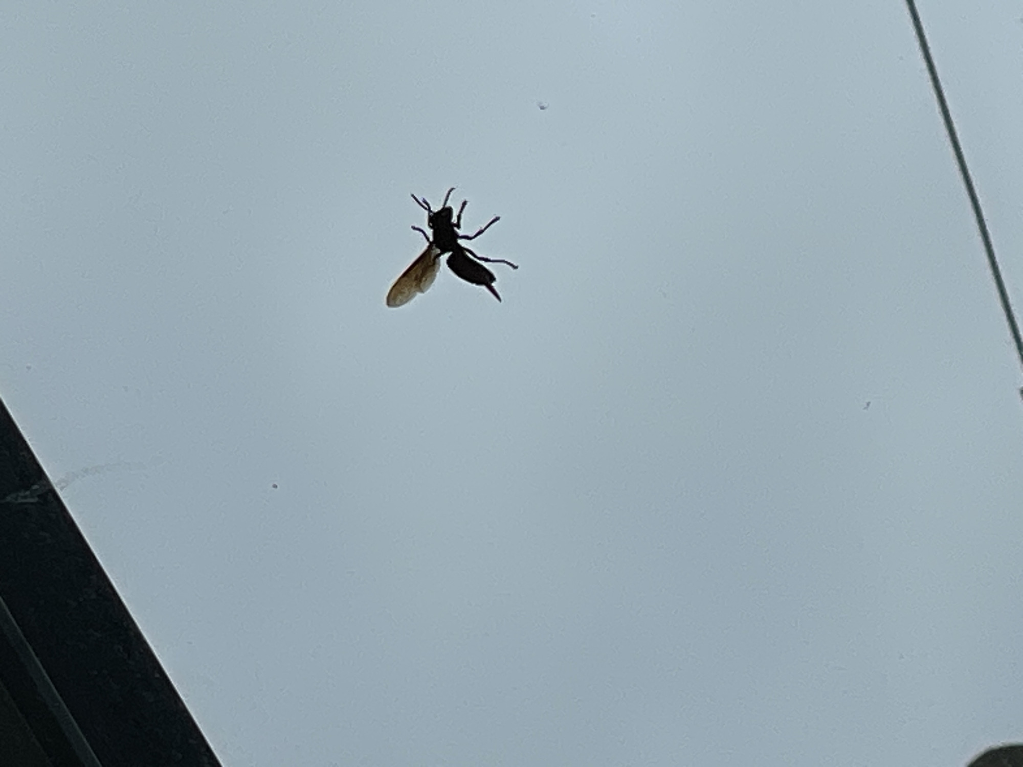 A dark, silhouetted insect, possibly a wasp or bee, is captured in flight against a light blue, overcast sky. The insect is positioned in the upper right quadrant of the image. Its wings are spread, and its body appears segmented with visible antennae. The background is largely featureless, with a subtle gradient in the sky's color. A dark, horizontal line, potentially a ledge or a wire, runs across the top edge of the frame, partially obscuring the top left corner. The overall impression is of a candid, outdoor shot where the insect is the sole subject of focus.