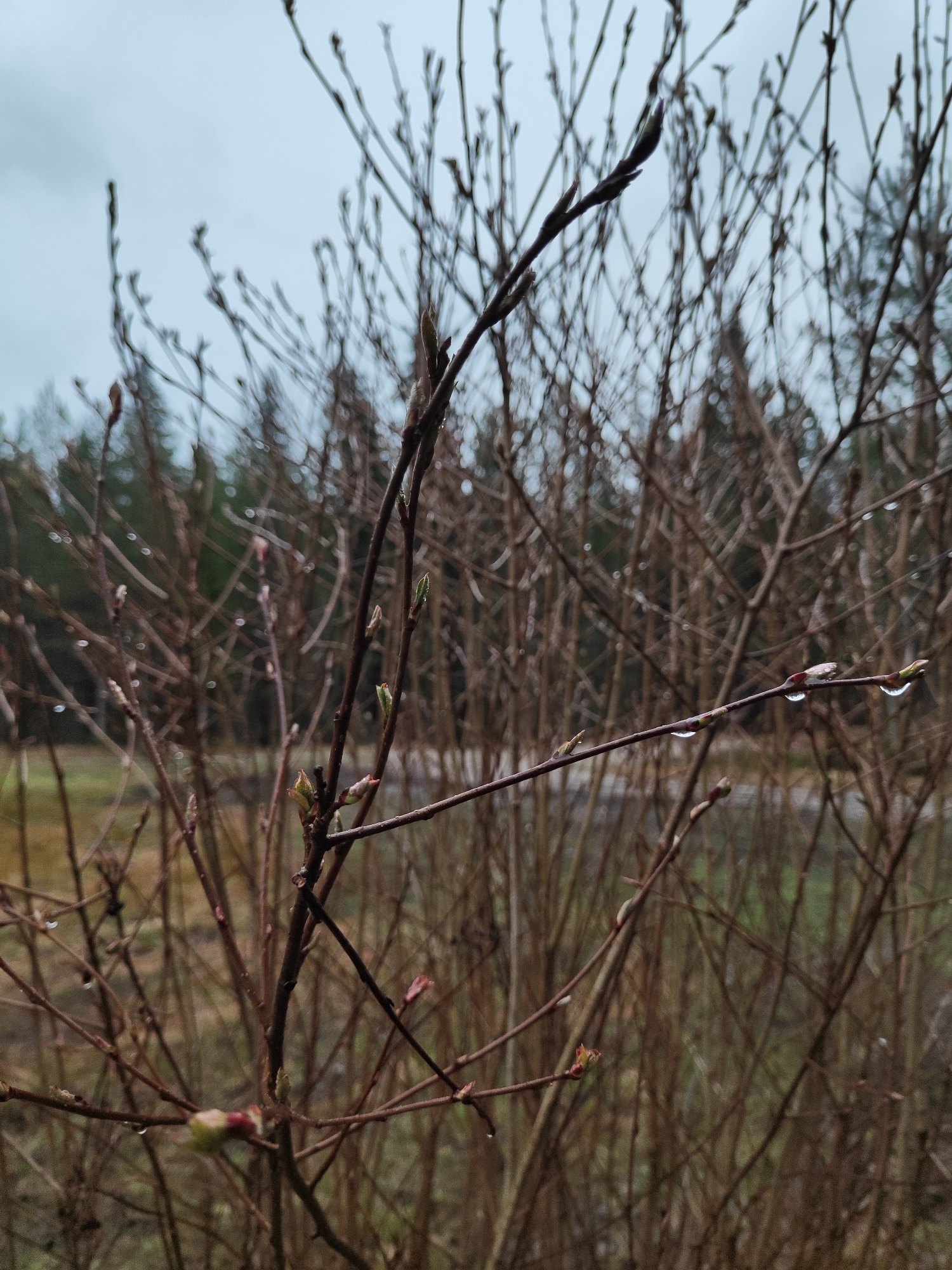 The image captures a close-up of a dense shrub or young tree with numerous bare, thin branches, suggesting late winter or early spring. The branches, predominantly dark brown, are adorned with small, developing buds, some showing hints of green or reddish-pink, indicating the onset of new growth. Visible water droplets cling to many of the branches, particularly noticeable on a horizontal branch in the mid-right, where two distinct drops reflect the ambient light.
In the midground, more blurred, similar bare branches extend, creating a layered, textured background. Further back, out of focus, a dark green forest of coniferous trees is visible under a uniformly overcast, light grey sky. The overall lighting is soft and diffused, contributing to a muted and slightly somber atmosphere. No human activity or visible text is present. The scene evokes a quiet natural setting, possibly a forest edge or a field boundary, after rain or during a misty day.