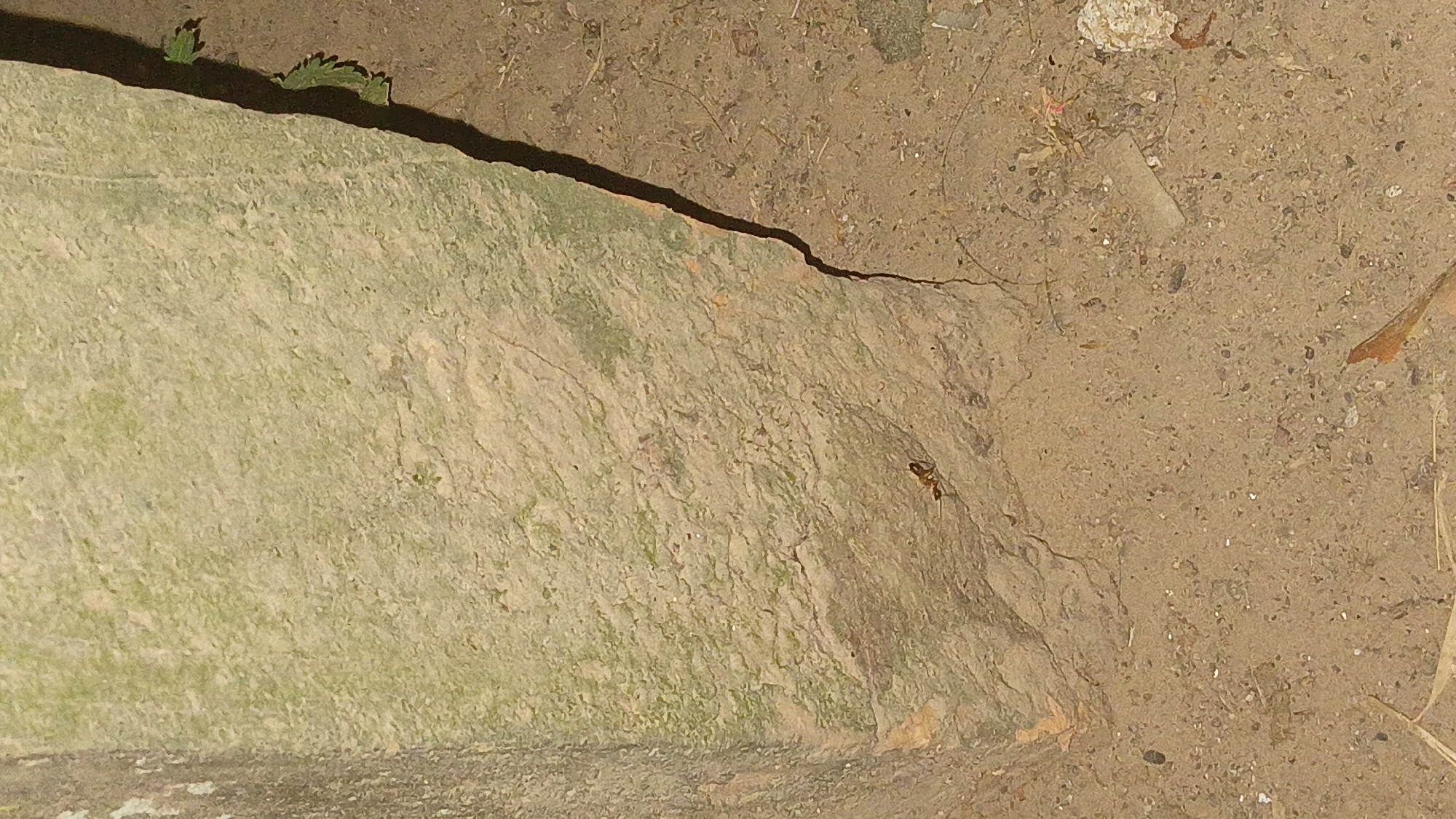 A single ant is visible on the textured, light-colored surface of a large, roughly cut stone. The stone has a slightly green, mossy appearance in some areas and is positioned vertically, casting a dark shadow to its right. The ground beneath and around the stone is composed of loose, granular soil with scattered small pebbles and bits of organic matter, such as dry leaves. In the shadowed area to the right of the stone, a few small green leaves are emerging. The overall environment appears to be outdoors, possibly in a park or unkempt urban area. The image's lighting suggests it may have been taken at dusk or in a dimly lit location, as evidenced by the distinct shadow.