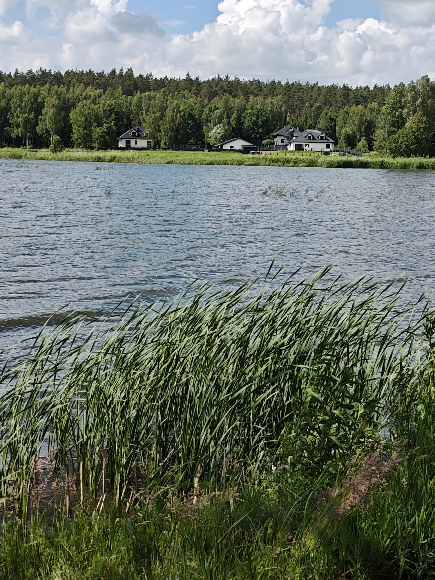 The image shows a serene lakeside scene in Lewiczyn, Poland. In the foreground, tall green reeds sway gently in the breeze along the water's edge. The lake itself is calm, with subtle ripples on its surface, reflecting the partly cloudy sky. Across the lake, a dense forest of mixed trees forms a green backdrop. Nestled among the trees are a few modern-looking houses with white walls and dark roofs, suggesting a residential area bordering the natural landscape. The sky above is a mix of blue sky and fluffy white clouds, characteristic of a pleasant day. The overall atmosphere is tranquil and picturesque, highlighting the natural beauty of the location.