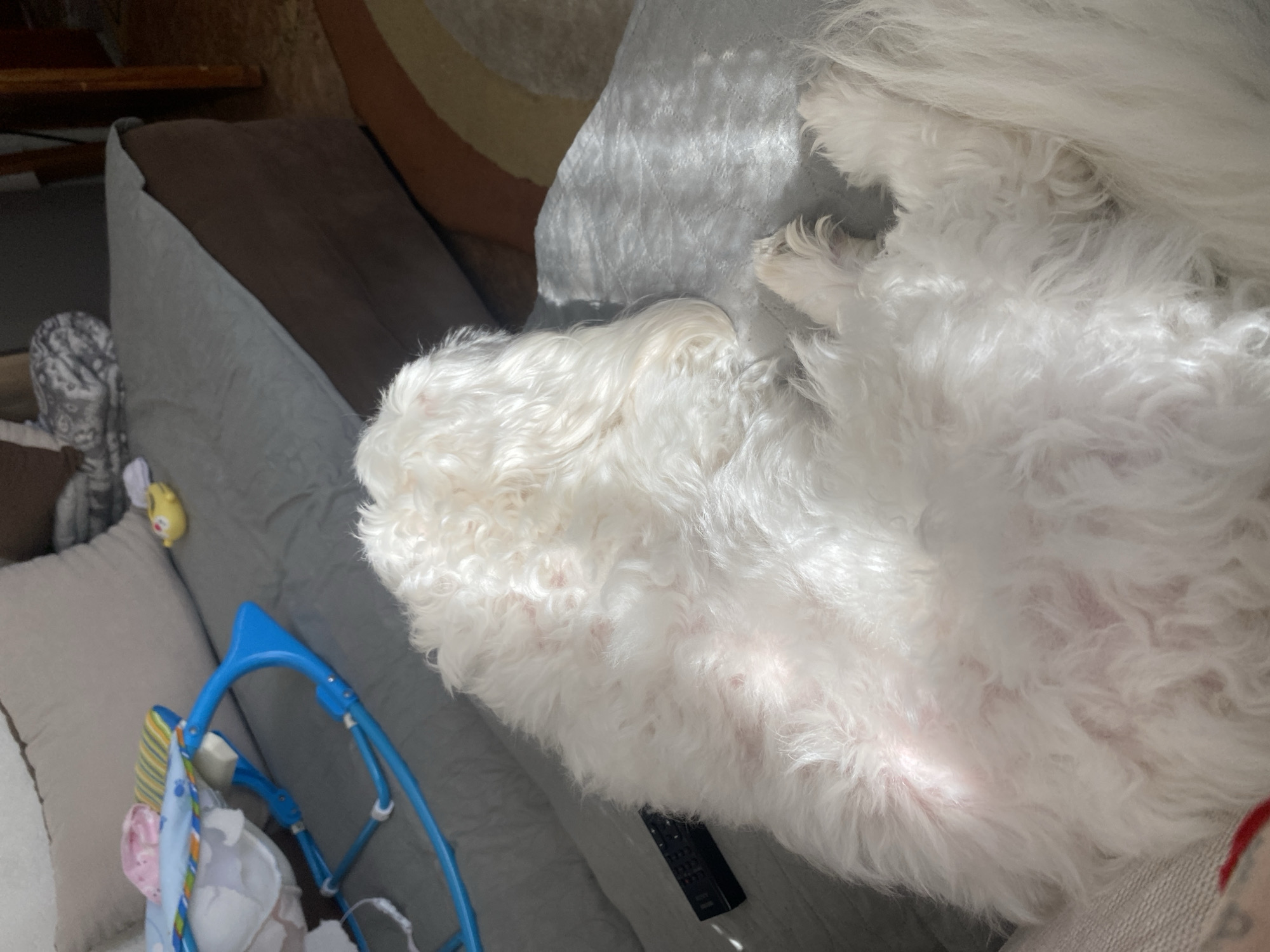 A white, fluffy dog is lying on a gray couch. A blue baby gym is visible near the head of the couch. A remote control is near the dog's belly. The setting appears to be indoors. There is no evidence to suggest the location is Blagoevgrad, Bulgaria.