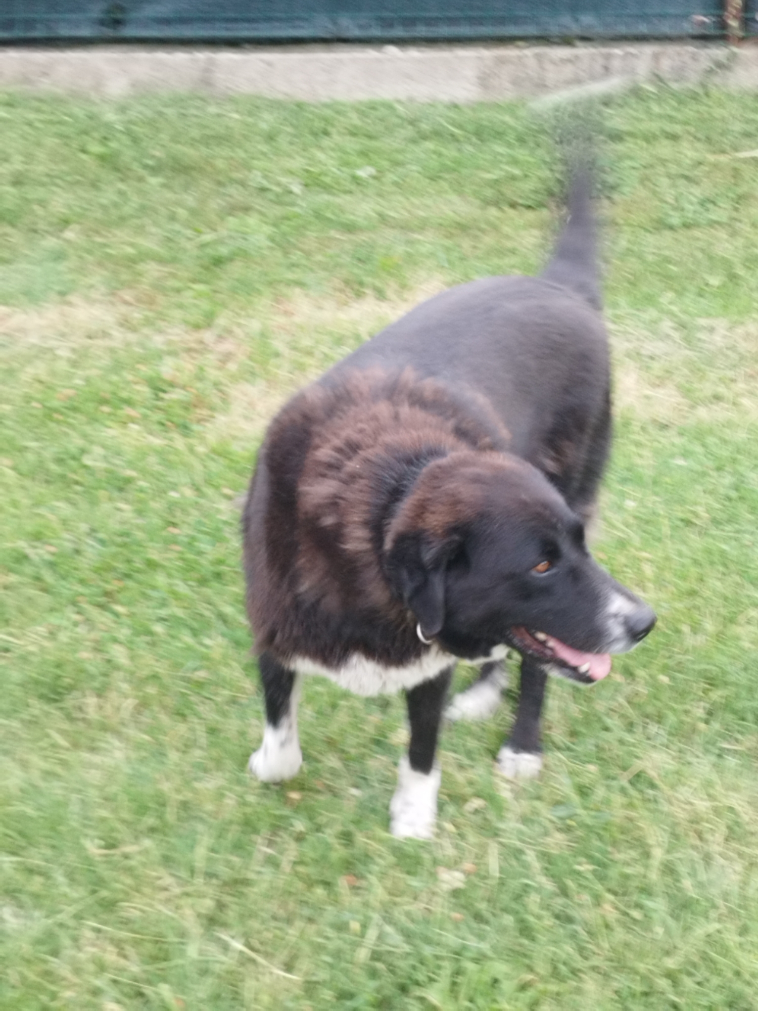 A medium-sized, black and brown dog with white markings on its chest and paws is standing on a grassy lawn. The dog is looking to its right with its mouth slightly open, and its tongue is visible. The background consists of a green fence and a concrete surface. The image appears to have been taken outdoors, possibly in a backyard or park. There is no identifiable location within the city of Bucharest, Romania, based on the visual information provided in the image. The photograph is slightly blurry, suggesting movement or low light conditions.