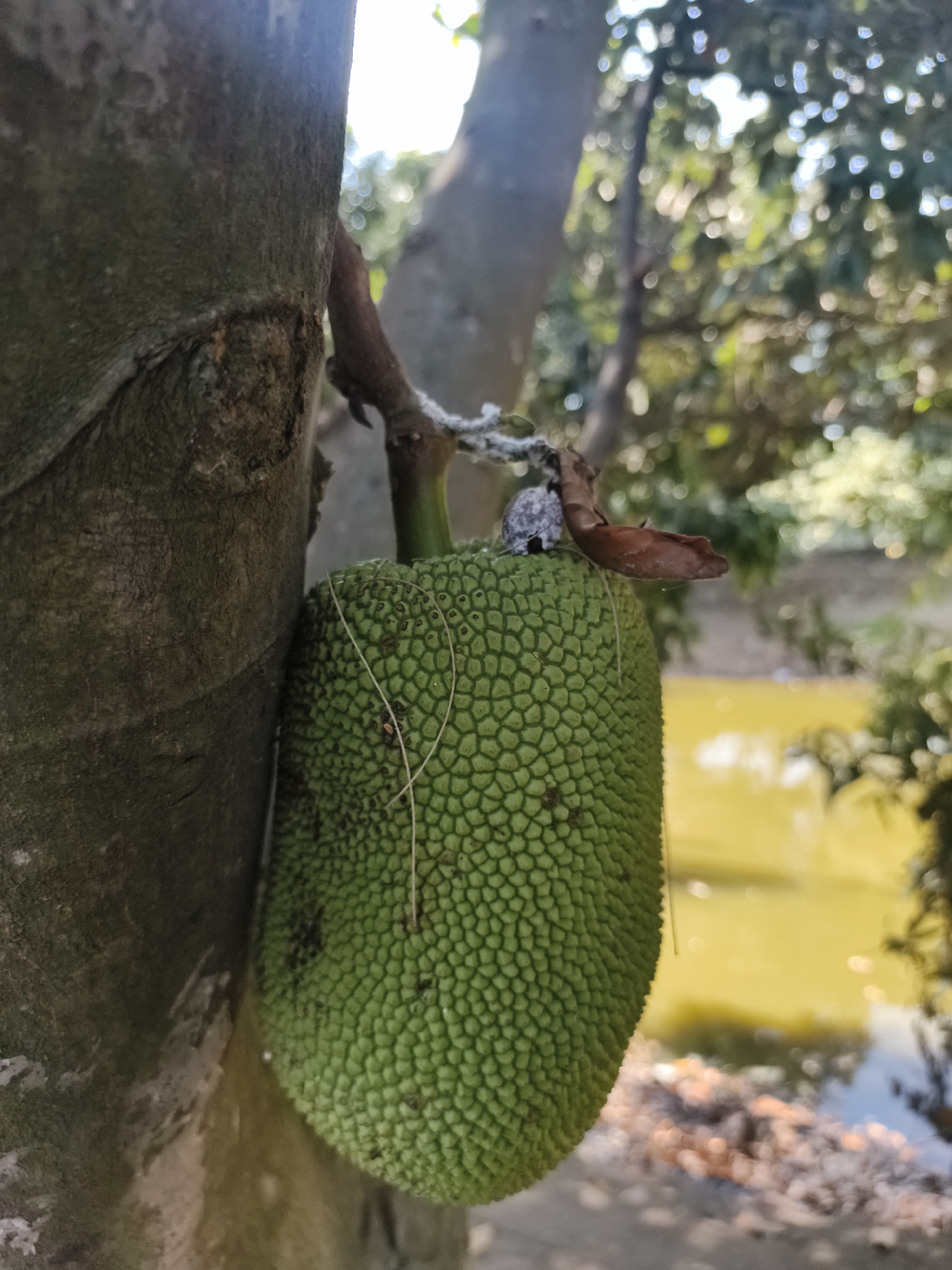An unripe jackfruit hangs from a tree trunk. The jackfruit is green and has a spiky exterior. The tree trunk is rough and brown. In the background, there is a body of water that is yellow and blue, and trees with green leaves. The lighting suggests it is daytime. The image was taken in Surabaya, Indonesia.