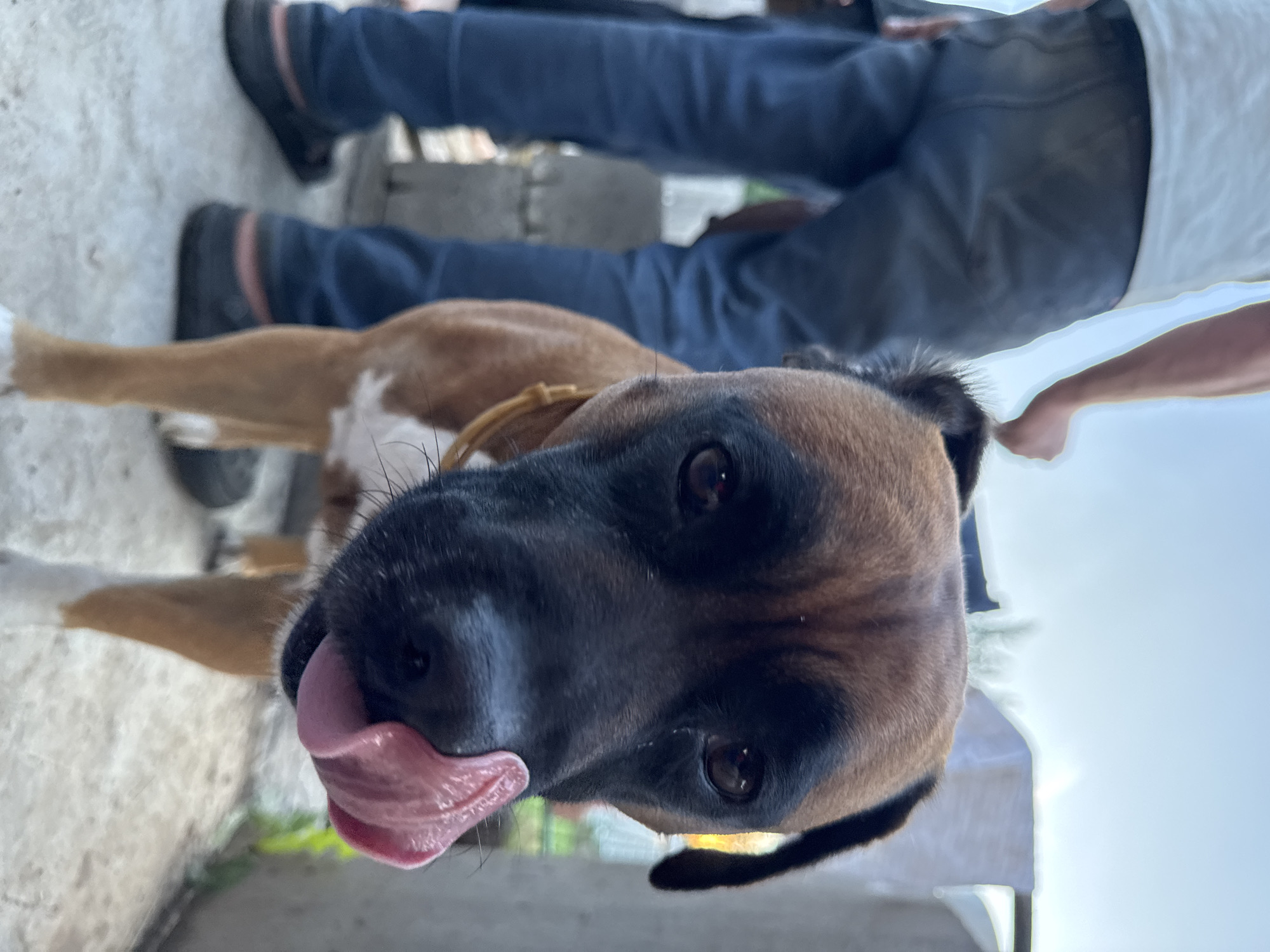 The image shows a close-up of a brown and black boxer dog with its tongue out, licking its nose. In the background, a person wearing blue jeans and a white t-shirt stands. The scene appears to be outdoors, possibly in a yard or a less-maintained area, with concrete flooring and some greenery visible in the background. There is no discernible information in the image that would indicate its specific location within the city of Chaikovsky, Russia.