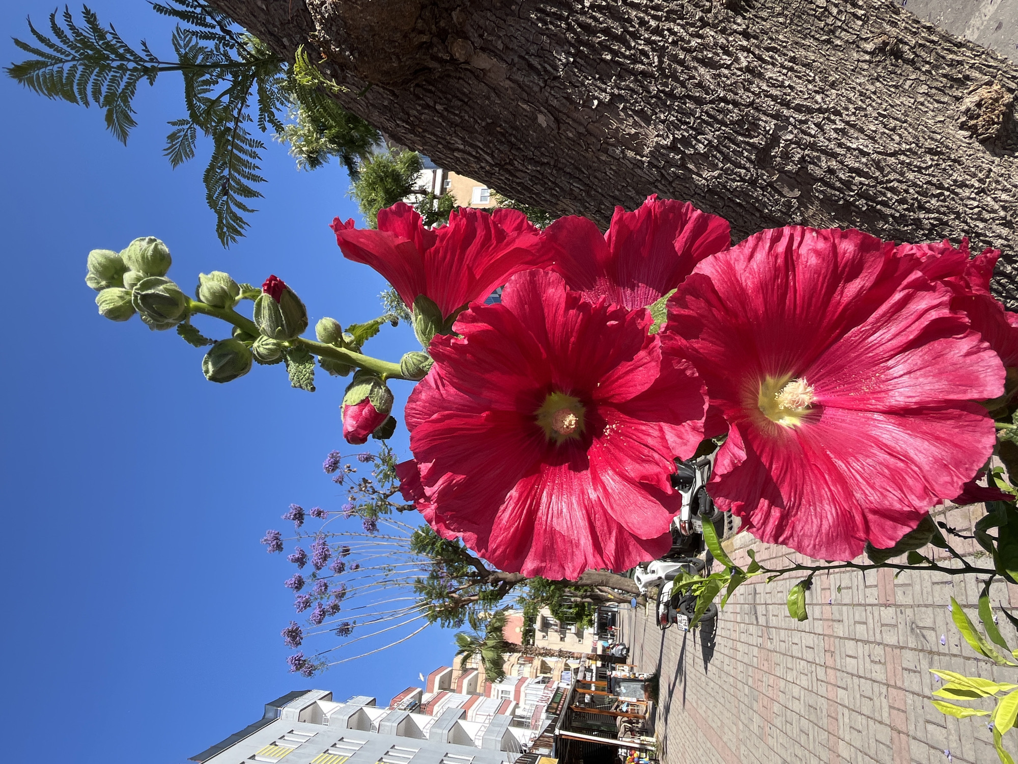 The image, taken in Alanya, Turkey, shows a close-up view of a group of bright red hollyhock flowers growing near the base of a tree. The rough bark of the tree is visible in the background. To the left of the flowers, a stem with unopened buds extends upwards towards a clear blue sky. Further in the background, urban elements are present, including multi-story buildings, palm trees, and a paved sidewalk with parked motorcycles. A flowering tree with purple blossoms is also visible.