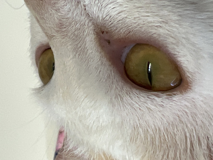 A close-up shot captures the intense gaze of a white cat. The eyes, almond-shaped and golden-yellow, feature vertical slit pupils. White fur surrounds the eyes, highlighting their color. The pink of the cat's mouth can be seen. The image is focused on the details of the cat's face, creating an intimate and engaging portrait.