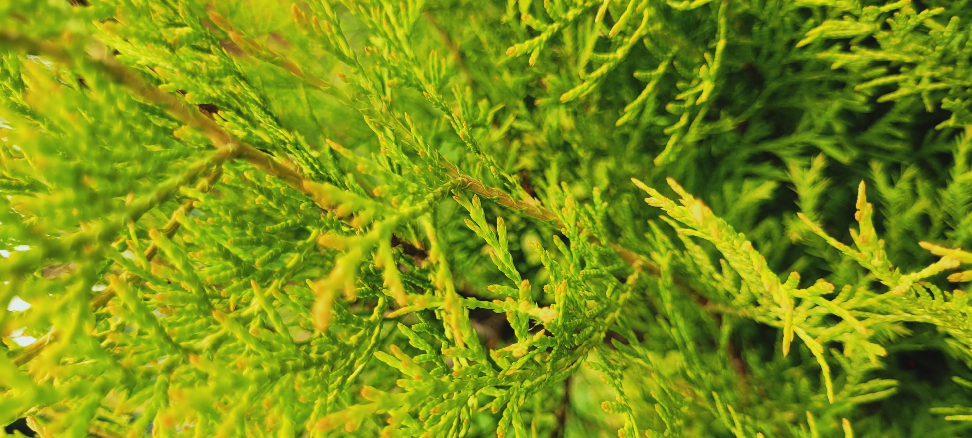 A close-up, eye-level, vertical shot captures the vibrant green foliage of a cedar tree. The camera focuses on the delicate, scale-like leaves that overlap and intertwine, creating a dense texture. The lighting highlights the tips of the branches with a brighter, yellowish-green hue, suggesting the presence of new growth or a slight desiccation in some areas. The background is a soft, out-of-focus blur of varying shades of green, indicating a shallow depth of field. The overall impression is one of natural beauty and the intricate details of plant life. There are no people or any other discernible objects present. The image lacks any identifiable landmarks to suggest a specific location within a city or even a region.