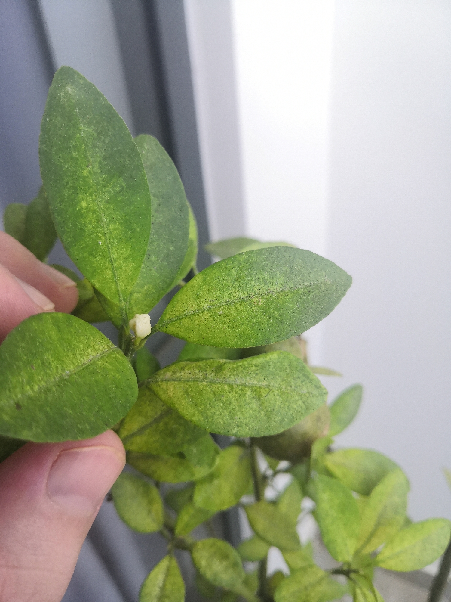 A close-up, eye-level shot shows a person's thumb and index finger gently holding the stem of a small, leafy green plant. The leaves have a mottled appearance with yellowing patches and appear to be slightly dusty. A tiny, pale bud or new growth is visible at the base of a leaf. The background is blurred, showing vertical grey and white stripes, suggestive of blinds or a window covering, and a bright white area that could be natural light. The image is taken indoors, and the lighting is soft and diffused. There are no discernible landmarks that would indicate a specific location within Bac Nha Trang Ward, Vietnam.