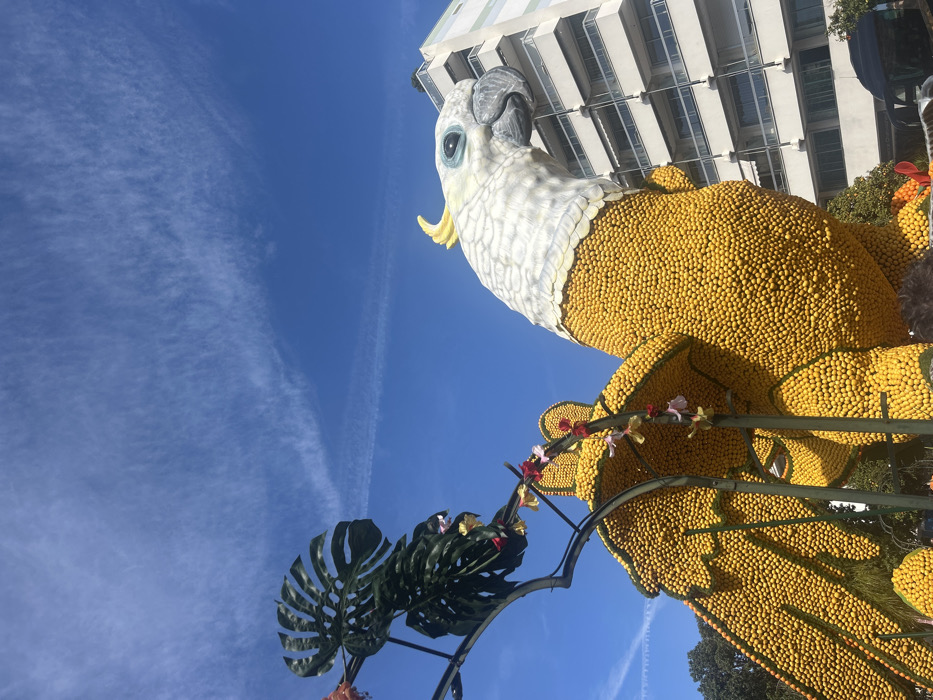 This image captures an elaborate outdoor sculpture during daylight hours in Menton, France. The central subject is a large avian figure, specifically a cockatoo or parrot, its body and wings meticulously covered with countless small, spherical yellow citrus fruits, indicative of lemons. The bird's head is white with textured feather-like details, featuring a prominent yellow crest, a dark grey beak, and a light blue eye with a black pupil.
In the foreground, to the left, a dark metal archway is adorned with large, dark green artificial leaves, resembling Monstera plants, and strands of small, colorful artificial flowers in hues of pink, yellow, and red. The background features a bright, clear blue sky with sparse, wispy white clouds and faint contrails. To the right, a modern multi-story building with a light-colored facade and numerous balconies is visible. Green foliage from trees or shrubs is present in the lower-left and central background. No individuals are depicted, and no specific actions or interactions are occurring within the frame, presenting a static display, likely associated with a public event or festival.