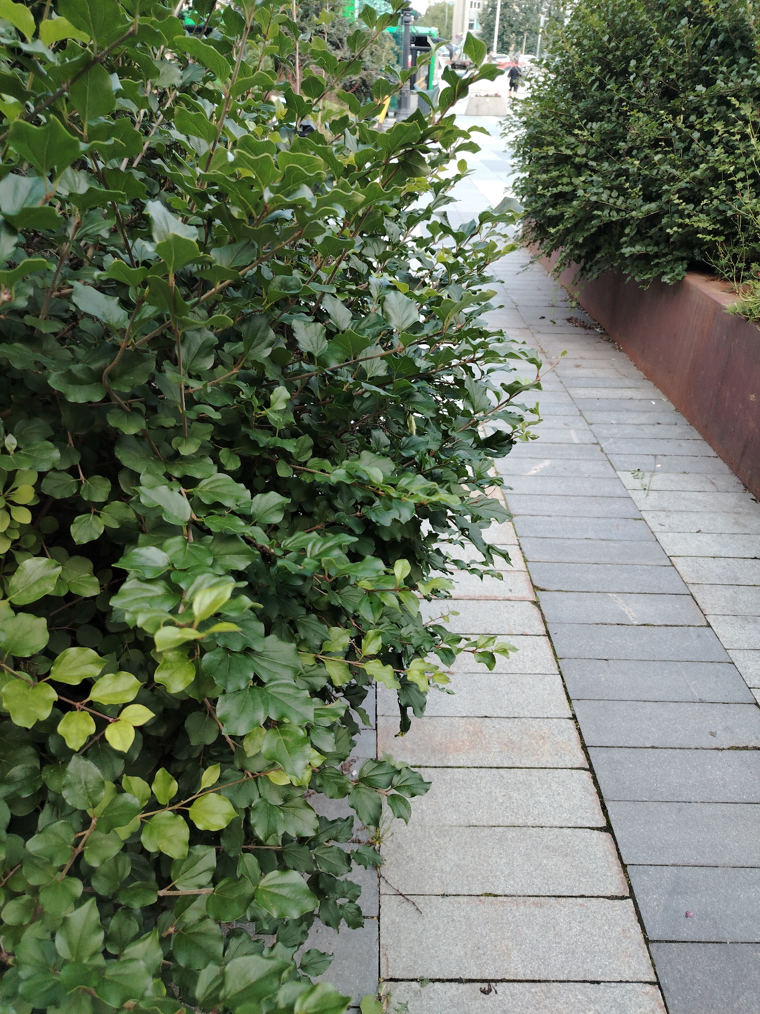 The image shows a pathway with a large, leafy green bush on the left and another bush on the right, separated by a rusted metal planter. The pathway is paved with rectangular gray stones. In the background, a person is walking away from the camera. Buildings and some traffic can be seen further in the distance. The lighting suggests it is daytime.