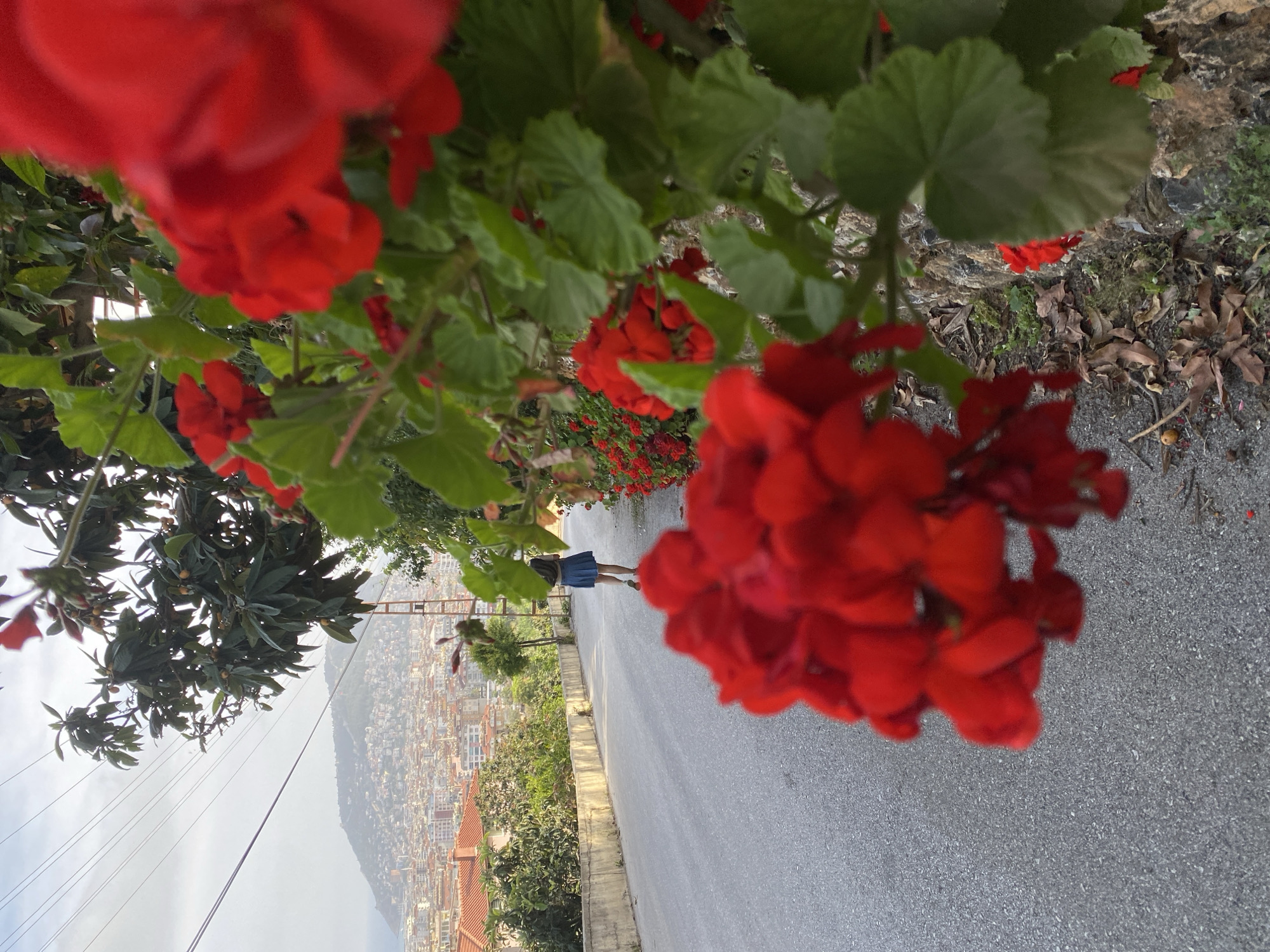 A sideways view presents a street-level image of Alanya, Turkey, prominently featuring red geraniums in the foreground. A person in a blue skirt is seen walking away in the middle distance. The cityscape of Alanya descends the hillside, bordered by a concrete walkway, trees, and vegetation. An electrical pole and wires cut across the top left sky. The sky is cloudy, and a hillside is visible in the background. The surface of the walkway is gray. Dead leaves and ground cover are visible in the upper right.