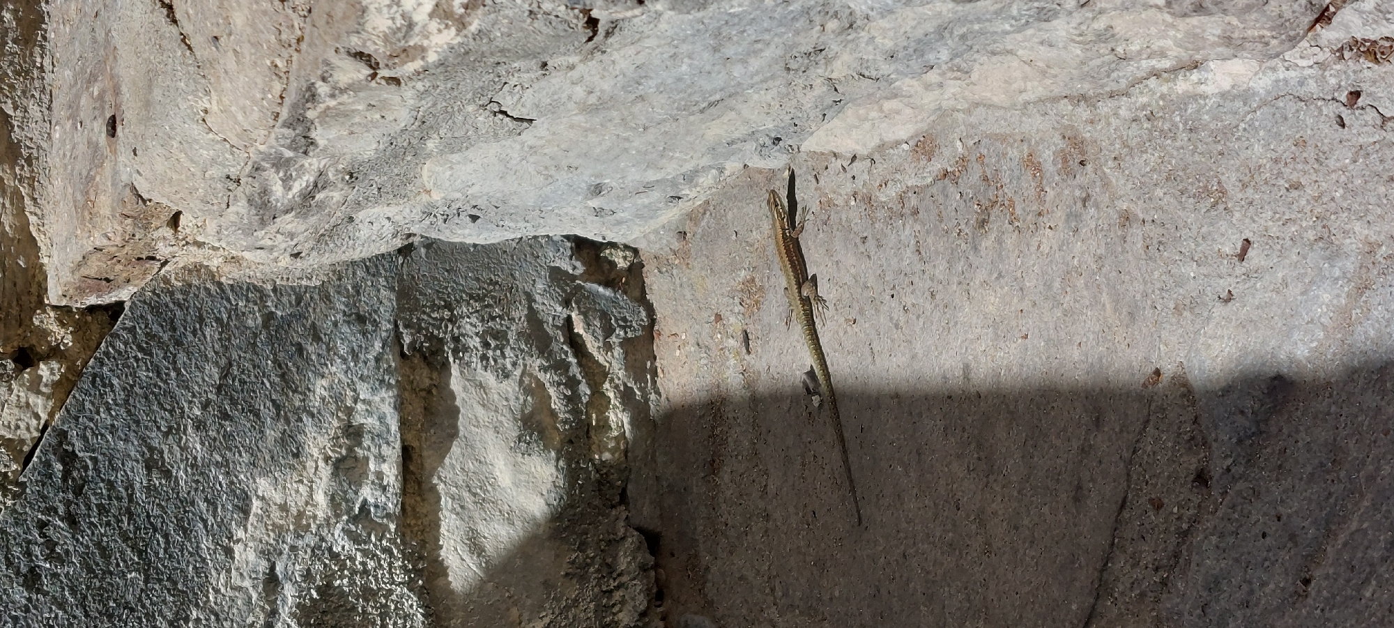 Image shows a lizard on a stone wall in Бачково, Bulgaria. The wall appears to be part of an old stone structure. The lizard, which blends well with the stone, is positioned vertically on the wall. The lighting is uneven, with shadows cast on the right side. The wall is textured and rough, suggesting weathering and age.