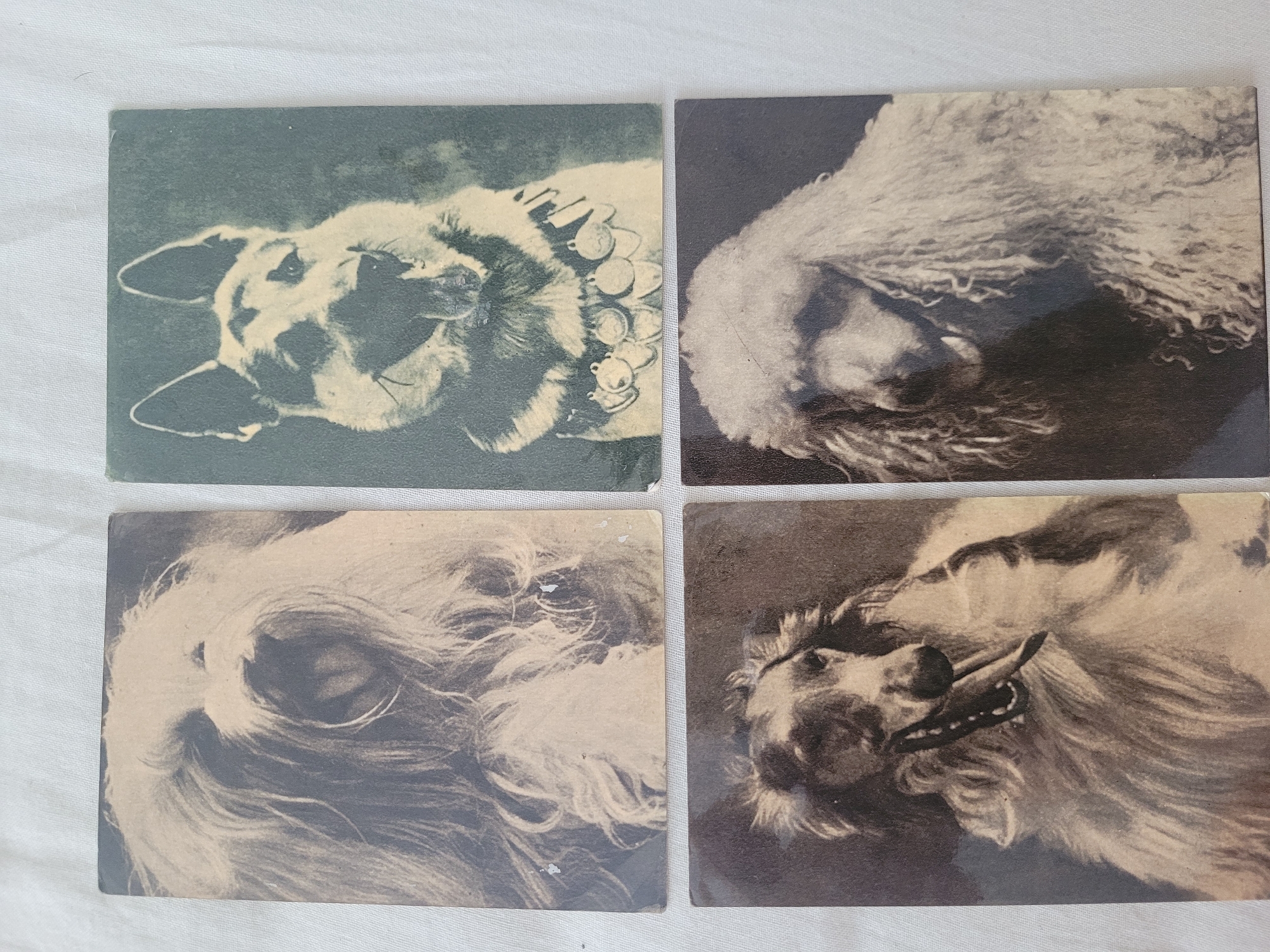 The image displays four vintage black and white photographs of dogs arranged in a two-by-two grid. The photographs are not located in Jūrmala, Latvia; this is a generic image of dog portraits.
The top-left photograph shows a close-up of a fluffy dog's face, with long, light-colored fur obscuring much of its features.
The top-right photograph features a German Shepherd dog with its ears perked up, tongue slightly out, and wearing a decorative collar with circular medallions.
The bottom-left photograph captures the head and upper body of an Afghan Hound, characterized by its long, flowing hair and an open mouth with its tongue visible.
The bottom-right photograph shows a Poodle with its characteristic curly fur, focusing on its head and neck.
The photographs are laid out on a white, textured surface, likely a fabric or tablecloth. The overall scene is a still-life arrangement of these four dog portraits.