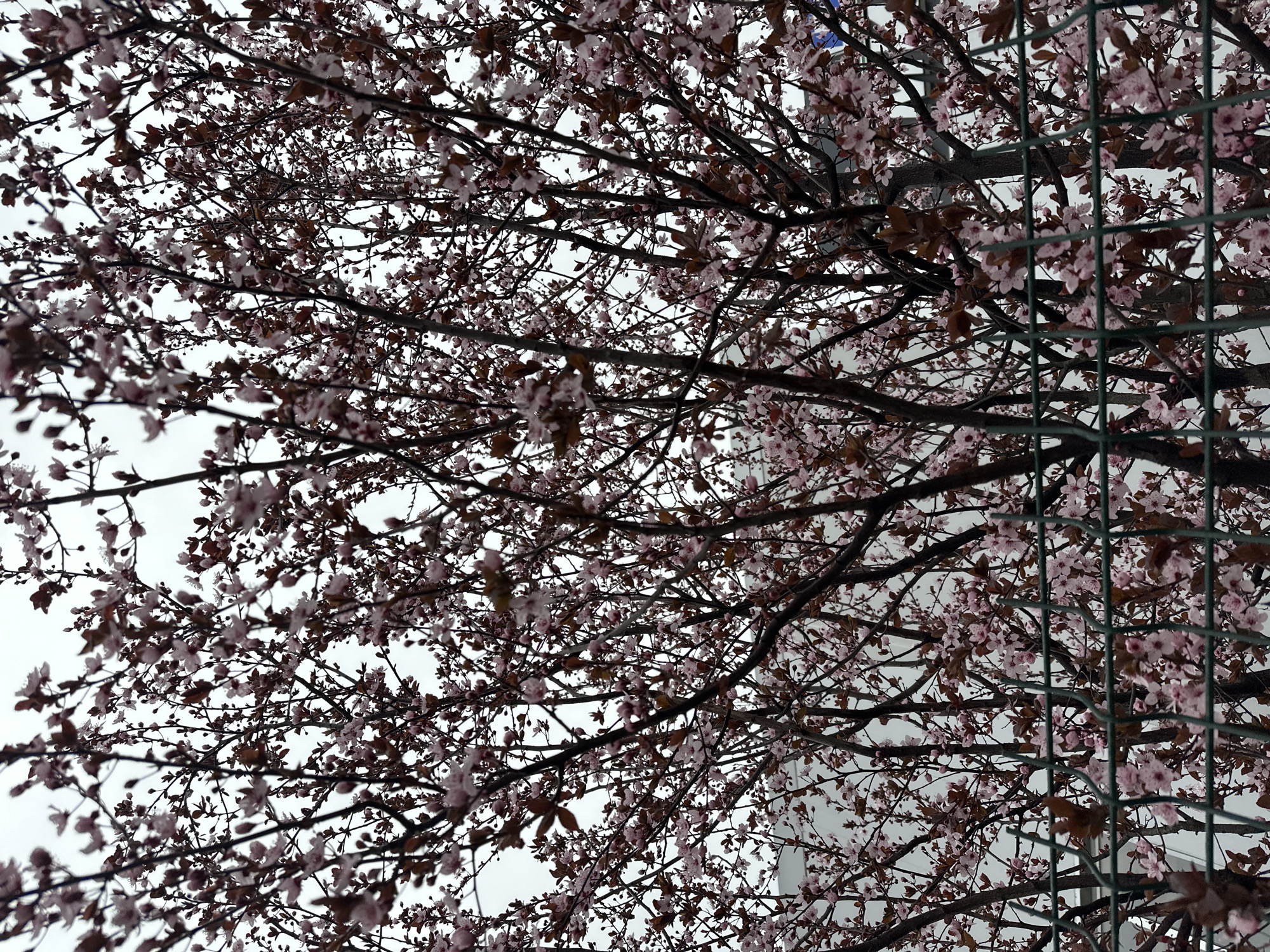 The image shows a tree with pink blossoms, located in an urban setting. Some branches are obstructed by a green metal grid or fence. The sky is overcast. It is impossible to definitively ascertain the location as Sofia, Bulgaria, based solely on the provided image.