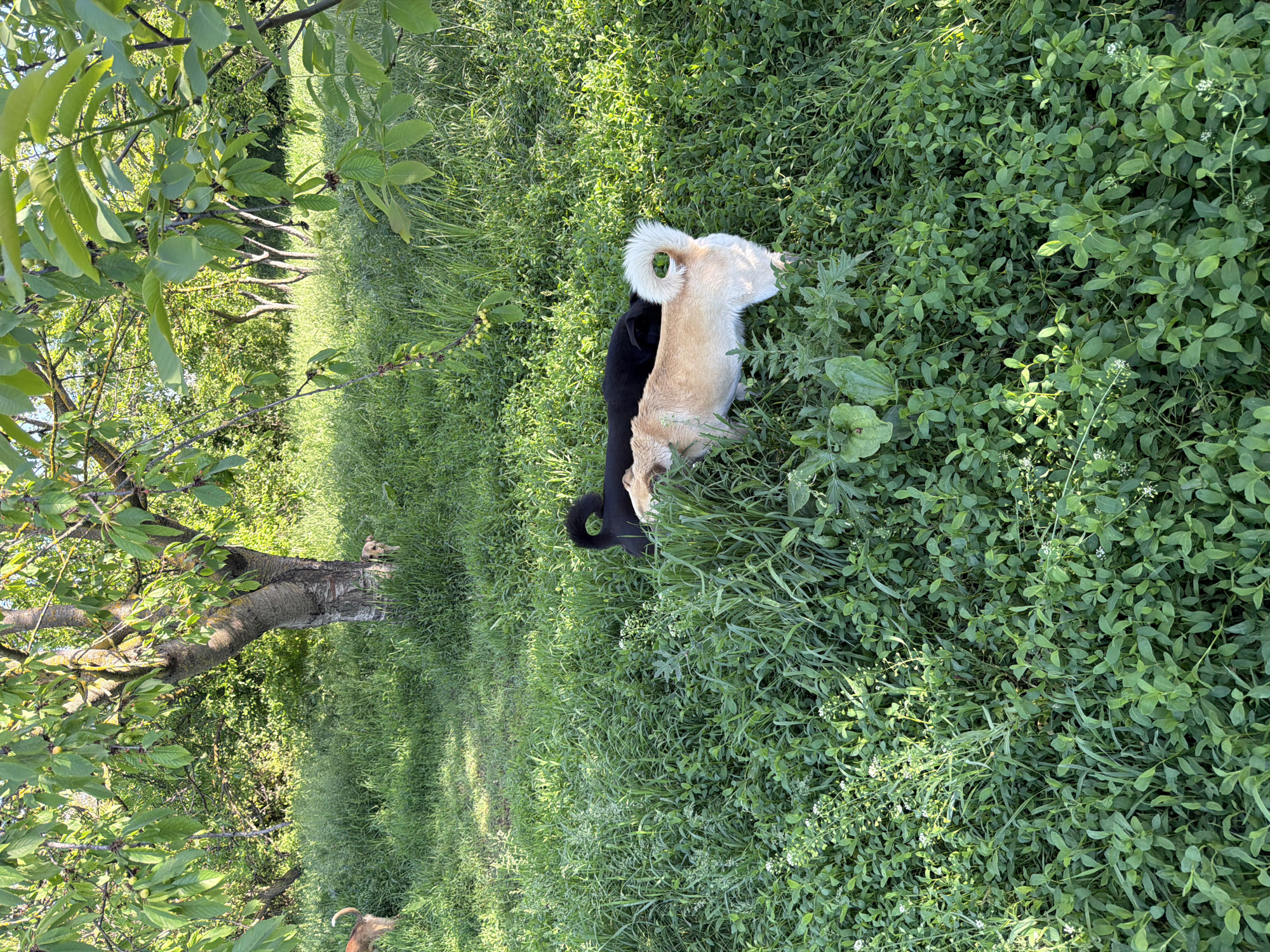 The image shows a grassy area, possibly a field or meadow, with trees visible in the background. Two dogs are present in the grass. One dog is predominantly black, while the other is a lighter, beige or tan color. The beige dog has a distinct, fluffy tail. The location is inferred to be in the city of Leningradskaya, Russia. The photograph seems to have been taken outdoors in daylight.
