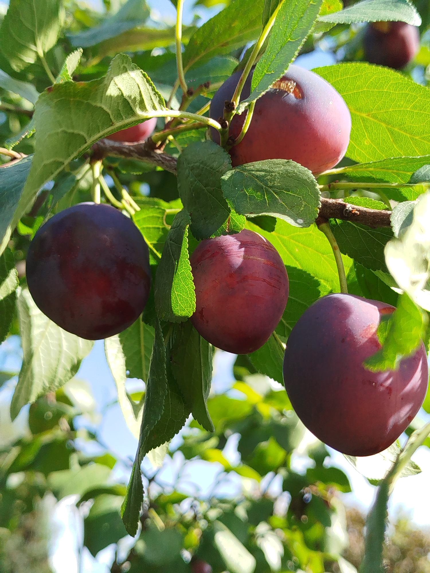 The image is a close-up, eye-level shot of several ripe plums hanging from a tree branch, with green leaves and a bright blue sky in the background. The plums are a deep purplish-red color and appear to be plump and juicy. Sunlight filters through the leaves, highlighting the texture and shine of the fruit. The setting appears to be an outdoor orchard or garden, likely during the daytime. The location is specified as Chkalovskoye SNT, Russia. There are no people or animals visible in the frame.
