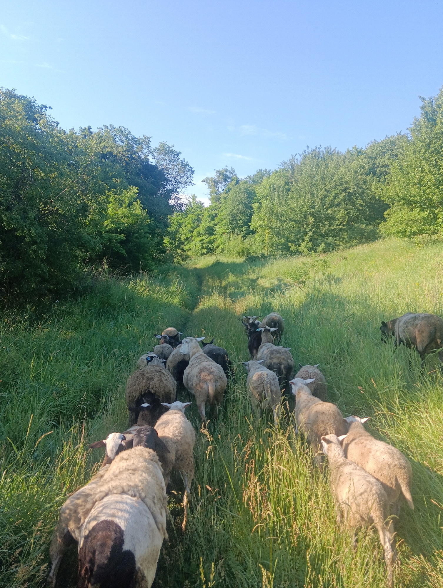 A flock of sheep walks down a grassy path bordered by trees under a clear blue sky. The sheep are of various wool colors, including white, black, and brown, and are moving away from the viewer. The environment is natural and rural, with tall green grass and lush foliage on either side of the path. Sunlight dapples the scene, indicating it is daytime.