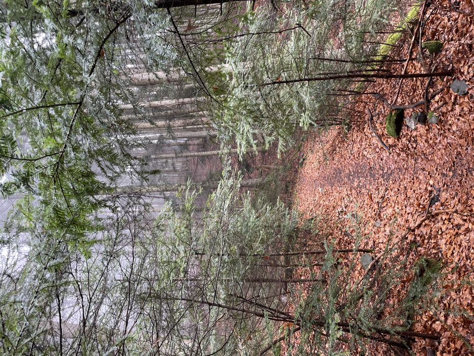 The image presents a densely forested hiking path located in Sallanches, France, under conditions of heavy mist or fog. A narrow, unpaved trail, completely covered by a thick layer of reddish-brown fallen leaves, extends from the immediate foreground, gently curving rightward as it ascends into the background. The forest comprises a mix of tall, slender trees with light-colored, mostly bare trunks, indicative of deciduous species, and numerous smaller evergreen trees with green needles, particularly prominent in the foreground and midground. The ground on both sides of the path is also covered in the same reddish-brown leaves, with sporadic moss-covered rocks and fallen branches visible. A pervasive mist or fog obscures the upper sections of the trees and significantly reduces visibility into the deeper parts of the forest, creating a soft, diffused light. No individuals, animals, or artificial structures are discernible within the frame.