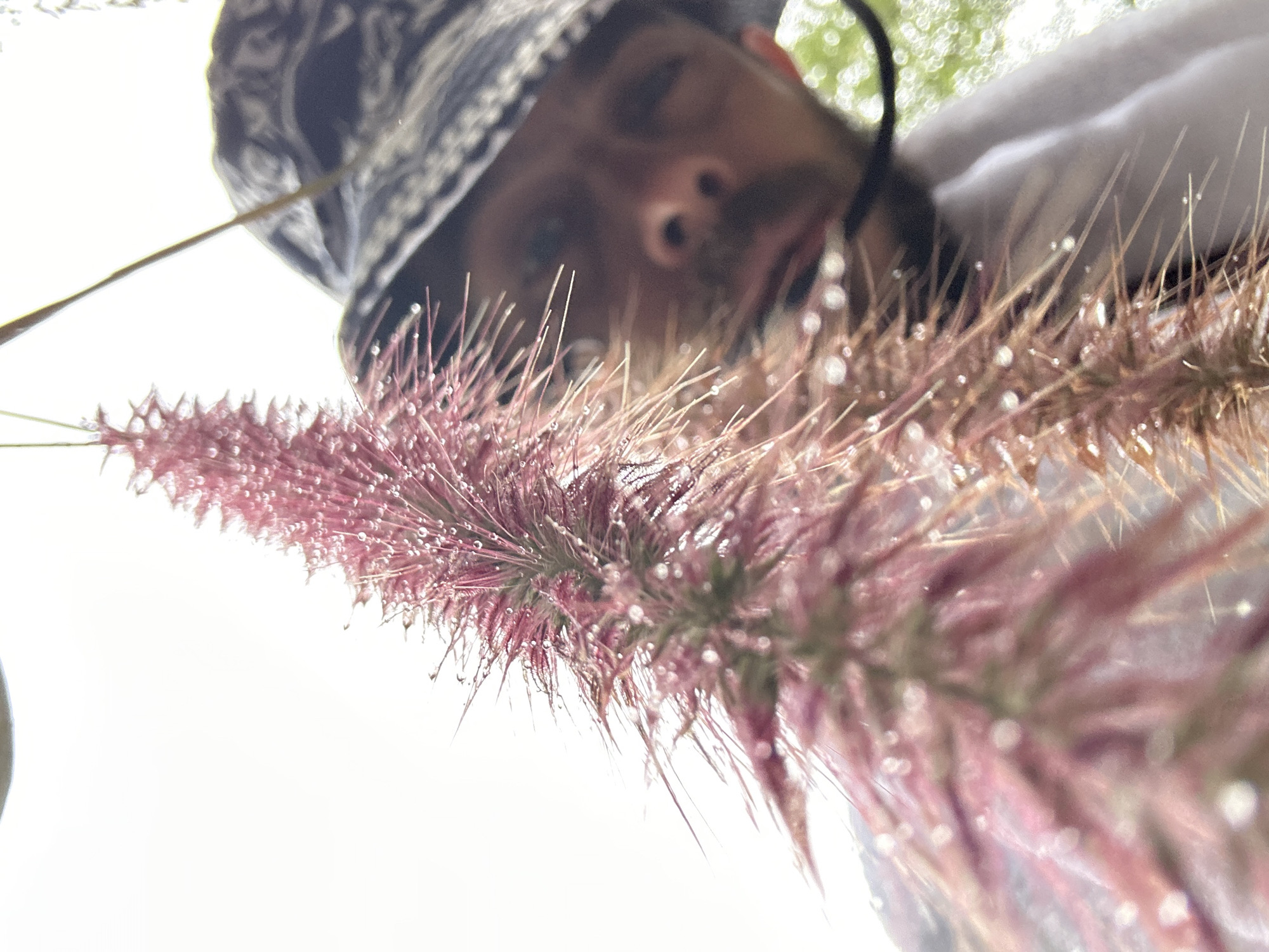 The image depicts an extreme close-up, low-angle perspective of a vibrant pink or reddish-purple foxtail-like plant, heavily covered in glistening water droplets. The plant occupies the foreground and is sharply in focus, extending diagonally from the lower left to the upper right. In the blurred background, a male individual is partially visible in the upper right quadrant. He wears a dark, patterned bucket hat and has facial hair, including a mustache and beard. His eyes are directed downwards, observing the plant. A white garment is visible around his neck, and a dark, thin object, possibly a wire or strap, extends from near his mouth. The background on the left is a bright, overexposed white, indicative of an overcast sky, while the lower right background shows blurred green elements, suggesting foliage. The scene is located in Mu Cang Chai, Vietnam.