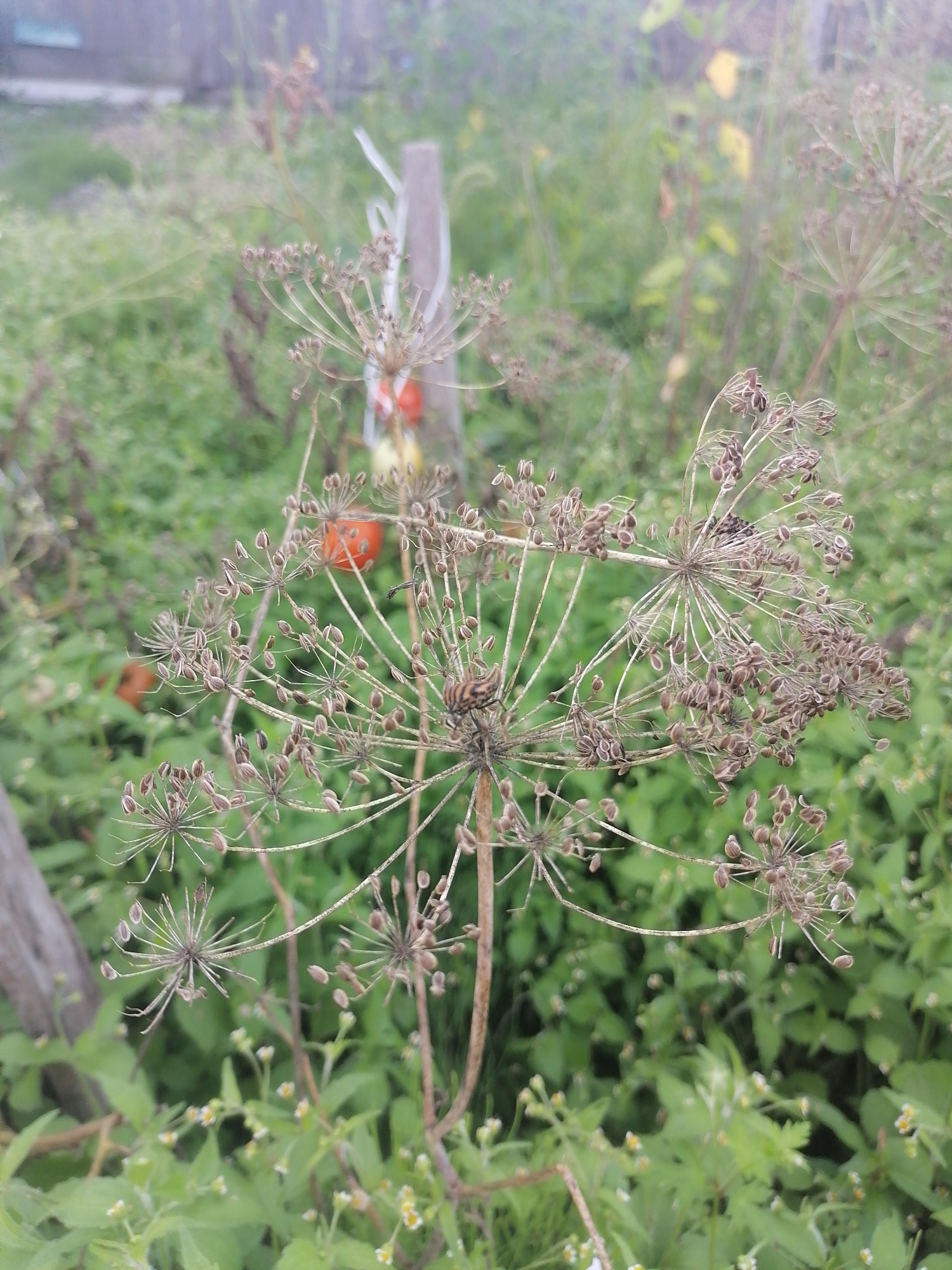 The image displays dried dill or fennel seed heads in focus, set against a backdrop of lush green foliage. The seed heads, with their intricate, umbrella-like structures, are a pale brown and appear to be in the process of shedding their seeds. Some of the seeds are clearly visible, small and oval-shaped. The surrounding greenery suggests an outdoor, garden setting. In the mid-ground, blurred out, are hints of red and yellow objects, possibly tomatoes or decorative elements. The overall impression is one of natural decay and the end of a growing season, captured in a slightly soft-focus, natural light. The location of Novopokrovka, Russia, implies a temperate climate, fitting with the visual cues of dying plant matter alongside vibrant green growth.