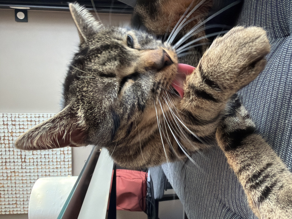 A close-up image depicts a tabby cat grooming its left front paw with its tongue extended, resting on a dark grey upholstered surface in an indoor setting in Champs-sur-Marne, France. The cat has brown, black, and tan striped fur, visible white whiskers, and its left eye appears partially closed or squinting while the right eye is open. In the background, a transparent glass or plastic panel runs horizontally behind the cat's head. Below this panel, a reddish-orange fabric object is partially visible behind a dark grey cushion. A light-colored wall features a rectangular piece of artwork with a grid pattern of small white squares. A cylindrical white object is partially visible to the left of the artwork.
