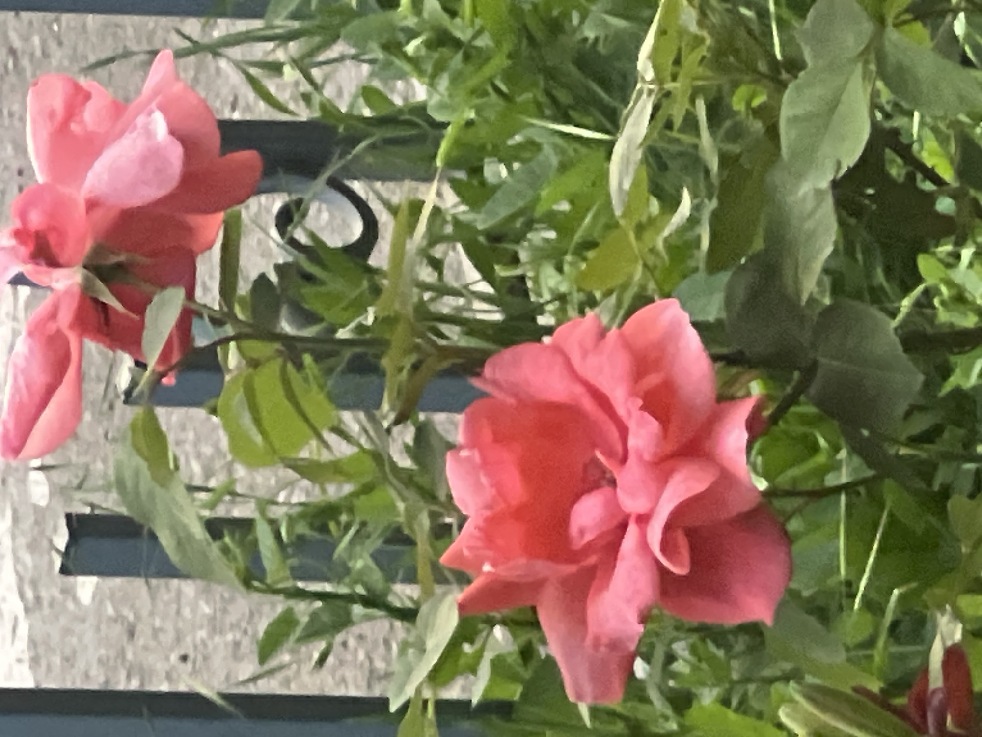 The image shows two pink roses against a backdrop of green foliage. The roses are in various stages of bloom, with one appearing more fully open than the other. The petals are delicate and ruffled, exhibiting shades of pink and coral. The background consists of lush green leaves and stems, creating a natural and vibrant setting. A hint of a grey, textured surface, possibly a wall or fence, is visible behind the foliage, with dark horizontal elements suggesting it might be a trellis or railing. The lighting suggests it is daytime, with natural light illuminating the scene. The overall impression is one of natural beauty and tranquility, with the focus on the soft textures and colors of the flowers and the surrounding greenery. No people, text, or specific time of day or weather conditions are discernible. The context of Vanadzor, Armenia, provides a geographical setting, implying the plants are likely growing outdoors in a garden or natural landscape typical of the region.
