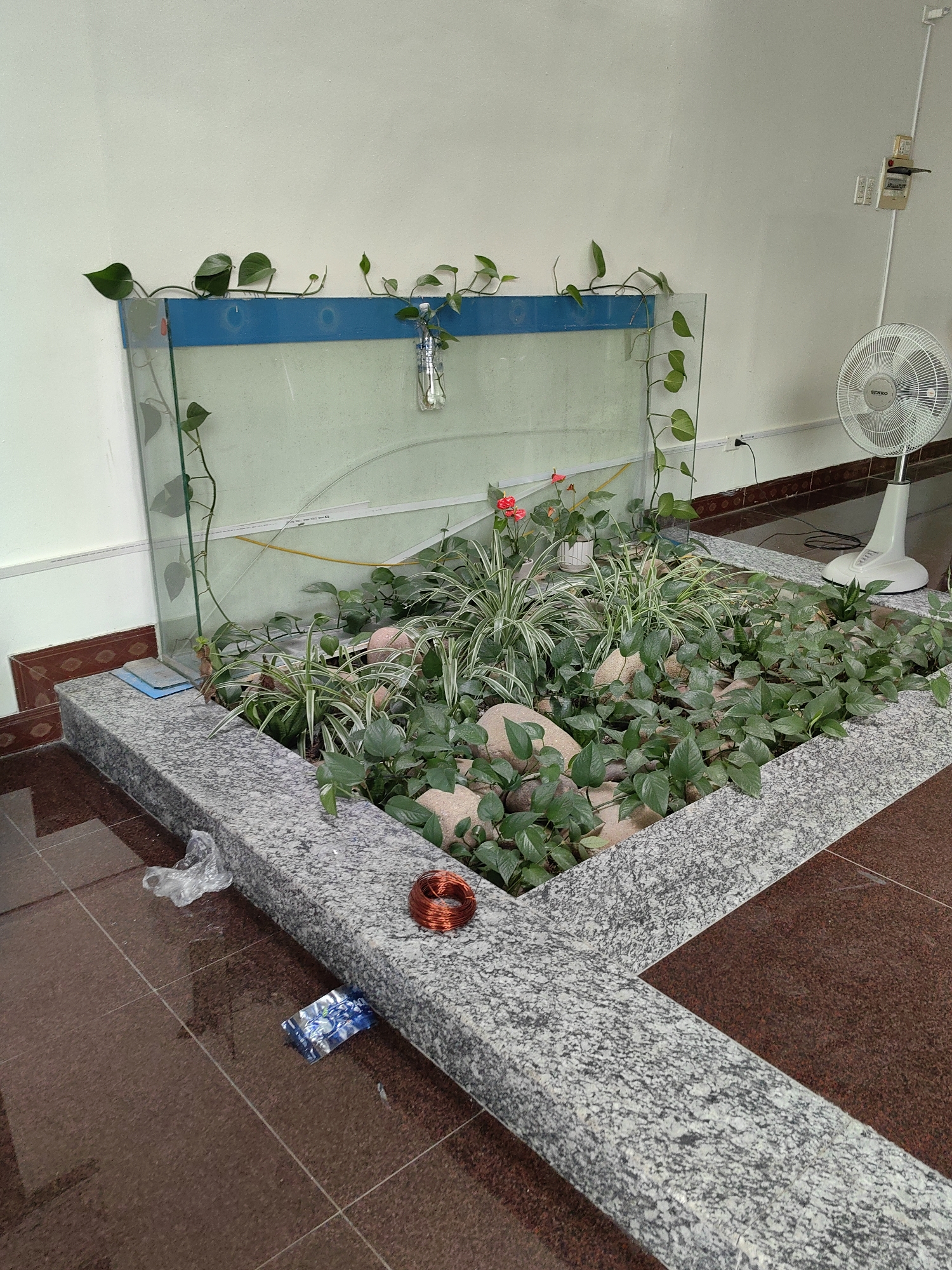 The scene depicts an indoor, likely residential or office space, in Bai Chay Ward, Vietnam, characterized by a constructed plant bed/terrarium with a rectangular stone border. The terrarium contains various plants, including those with round, heart-shaped leaves cascading over the side of the glass border and grassy plants within the stone-covered bed. Red flowers are also present.
On the floor near the plant bed, there is litter including a crumpled plastic bag, a wrapper (likely for snacks or medicine), and a roll of copper wire. Adjacent to the terrarium is a tile floor with a reddish-brown hue. In the background, a white electric fan is visible, along with an electrical outlet and a switch or electrical panel. The walls are a pale neutral color. The image suggests a location with plants indoors, but some level of neglect regarding cleanliness of the immediate surroundings.