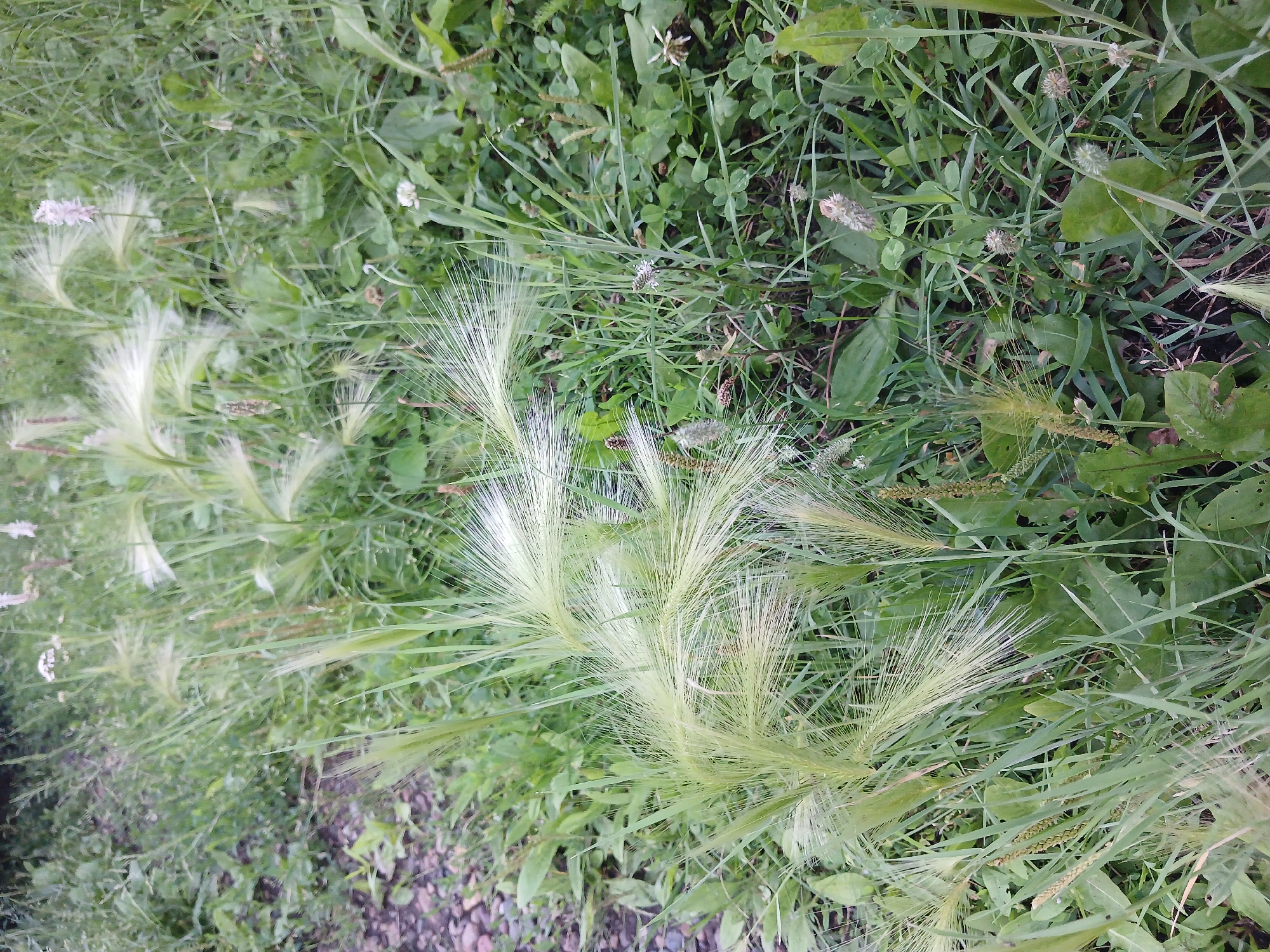 This is a close-up, eye-level shot of a patch of wild grass and other low-lying vegetation, with a gravel path visible in the upper left corner. The grass features several distinct species. Prominently in the foreground and midground are foxtails, characterized by their feathery, elongated seed heads that are light green to almost white and fan out in wispy plumes. Interspersed with the foxtails are various other green grasses, some with slender seed spikes, and broad-leaved plants, possibly clover or plantain. A few small, delicate white flowers are visible, along with some dried seed heads or small buds. The overall impression is a natural, untamed area of grassland, likely an unmaintained verge or border. The lighting suggests it is daytime, possibly overcast given the lack of harsh shadows. There are no people or animals present in the image.