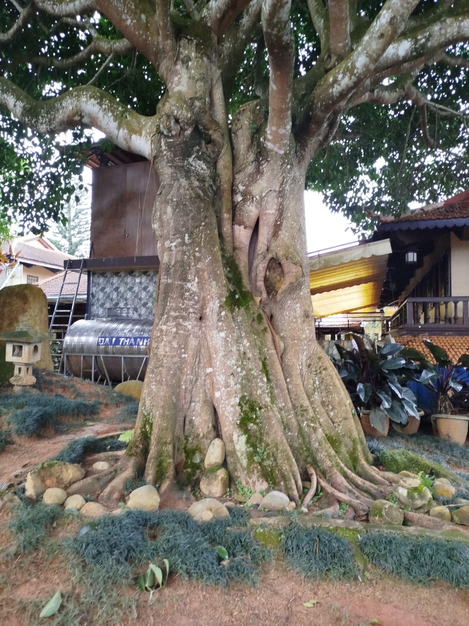 The image depicts a large, ancient tree with thick, gnarled roots exposed at its base. The tree is situated in what appears to be a garden or outdoor area, with a water tank and a ladder visible behind it. The tank has Vietnamese text that reads "DAL THANH." In the background, there are buildings with traditional Vietnamese architecture, including tiled roofs and wooden balconies. The ground is covered with reddish-brown soil, interspersed with patches of dark green, low-lying vegetation and scattered stones. A small, stone lantern is placed to the left of the tree. The overall scene suggests a tranquil, possibly historical, setting in Da Lat, Vietnam.