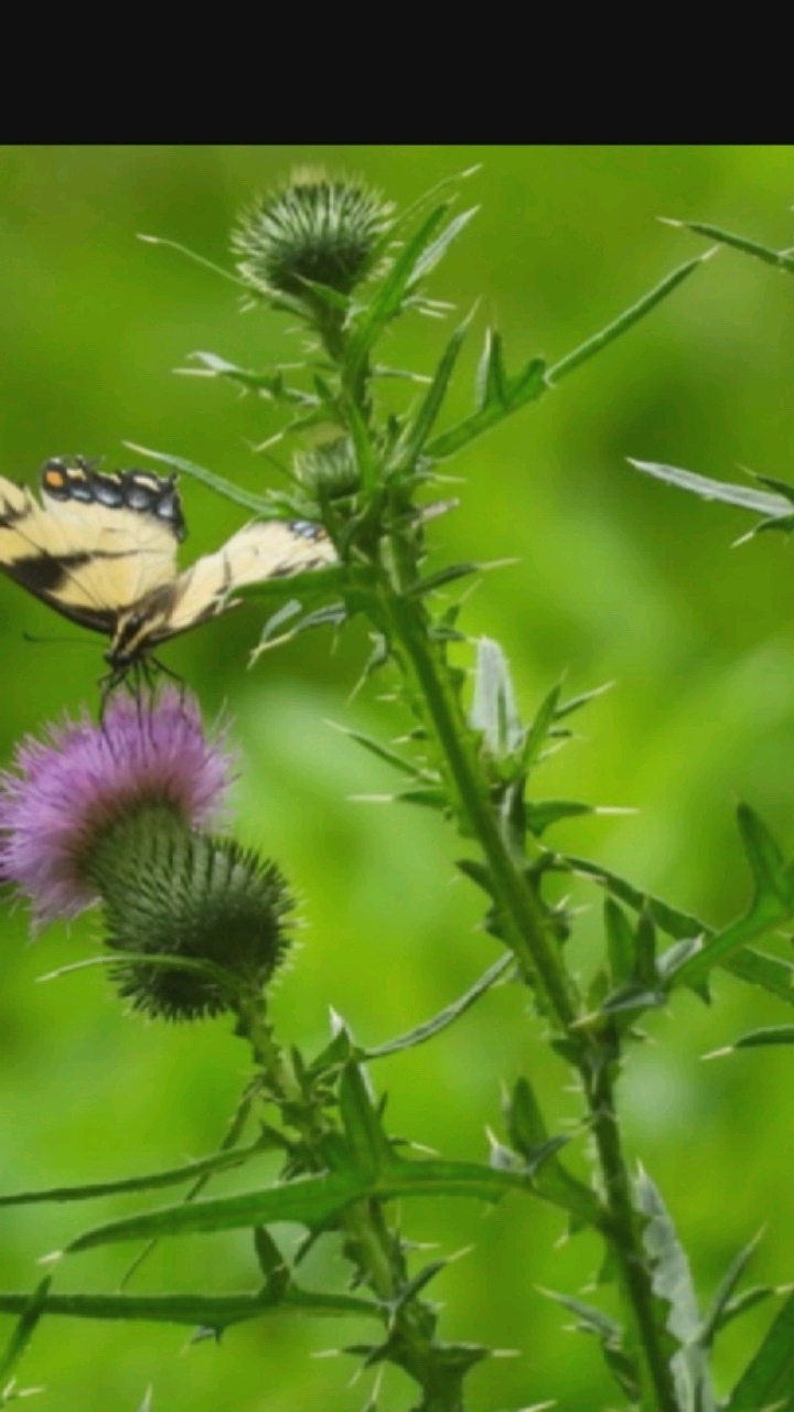 A close-up, horizontal shot captures a yellow and black striped butterfly perched on a purple thistle flower. The butterfly's wings are open, revealing intricate patterns. The thistle, with its spiky green bud and soft purple petals, is the main focus. Surrounding the flower are thorny green stems and leaves, rendered in sharp detail against a softly blurred green background of foliage. The lighting is natural, suggesting an outdoor setting during the day. The image appears to be taken in a natural environment, possibly a park or garden. No specific location in Hongkou District, China, is indicated by the visual elements.